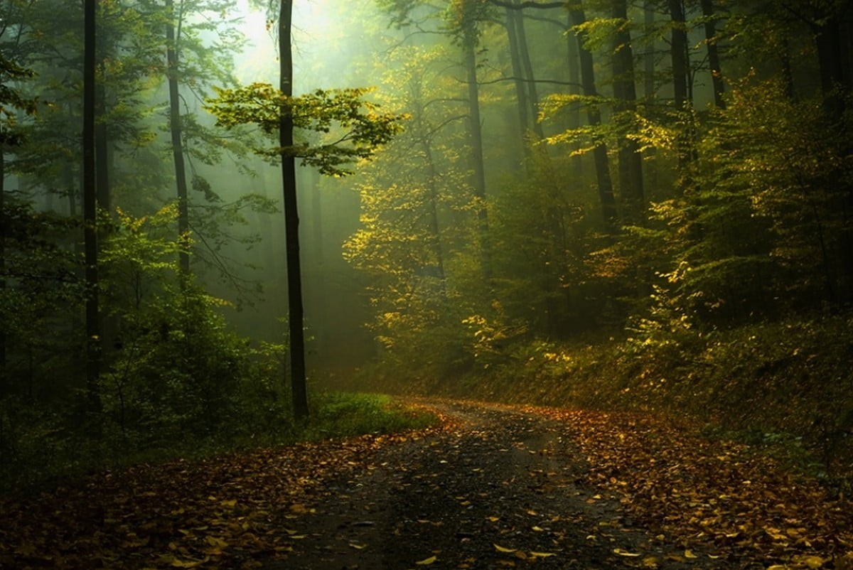 no People, idyllic, rural Scene, pathway, gold Colored, growth, sunlight, day, nature, october, woodland, trunk, trail, tree, footpath, landscape, summer, HD Wallpaper