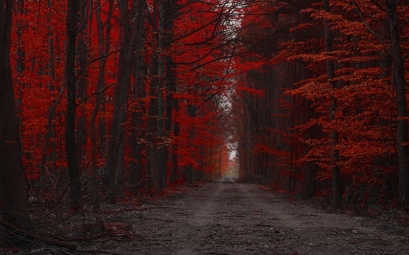 autumn, autumn collection, diminishing perspective, direction, landscape, nature, trees, land, dirt road, orange, tree, plant, red, no people, 720P, outdoors, HD Wallpaper