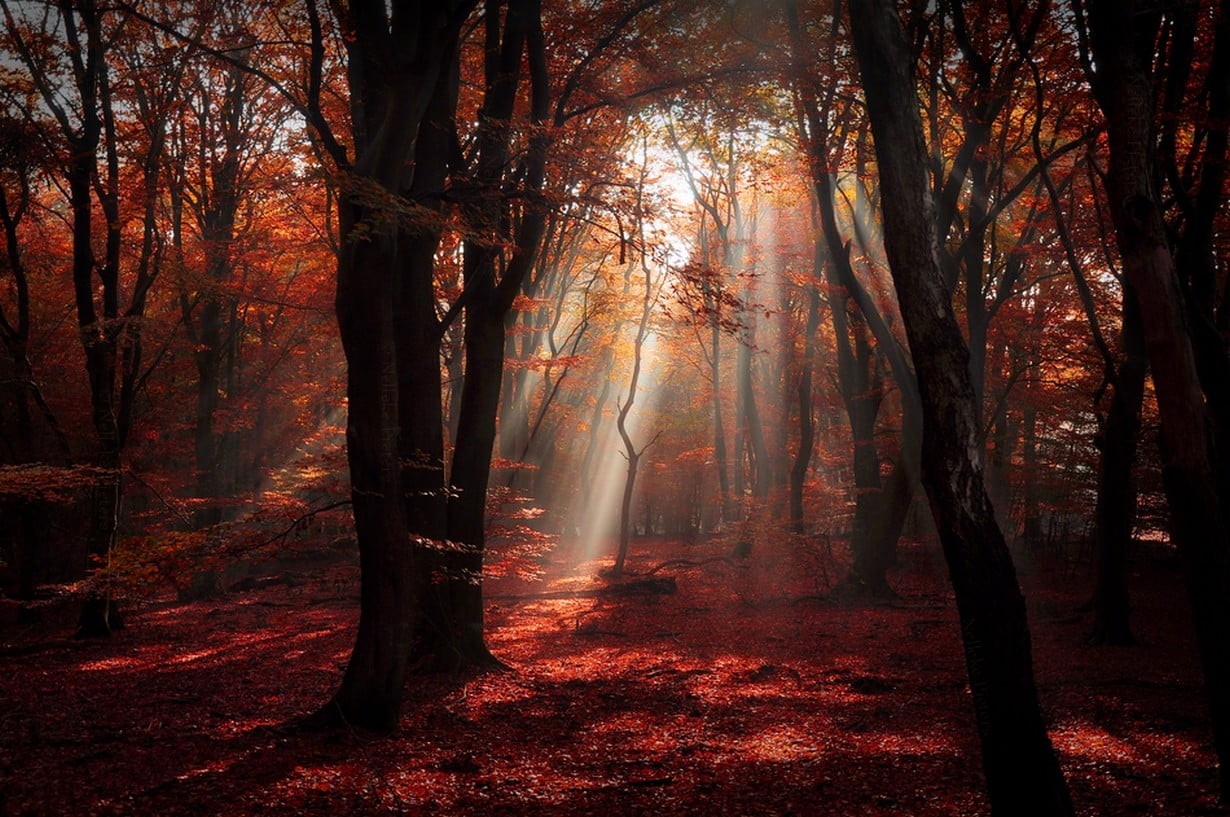 growth, trunk, plant, tree, no people, streaming, 480P, forest, silhoutte, landscape, sun rays, tranquility, leaves, tree trunk, sunlight, non-urban scene, HD Wallpaper