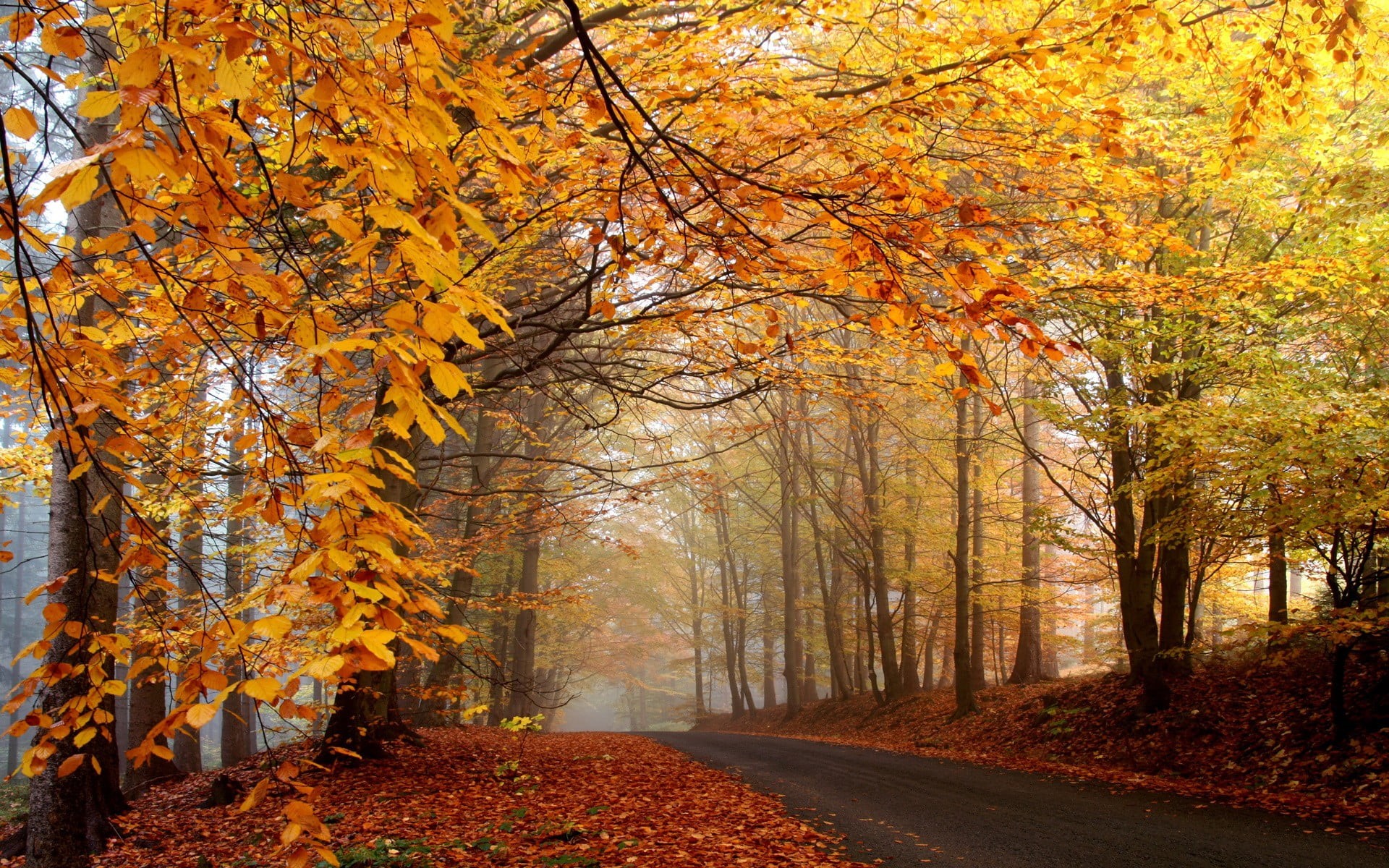 branch, fall, change, tranquility, tranquil scene, day, trees, nature, autumn, direction, scenics - nature, 1080P, plant, forest, footpath, leaves, orange, HD Wallpaper