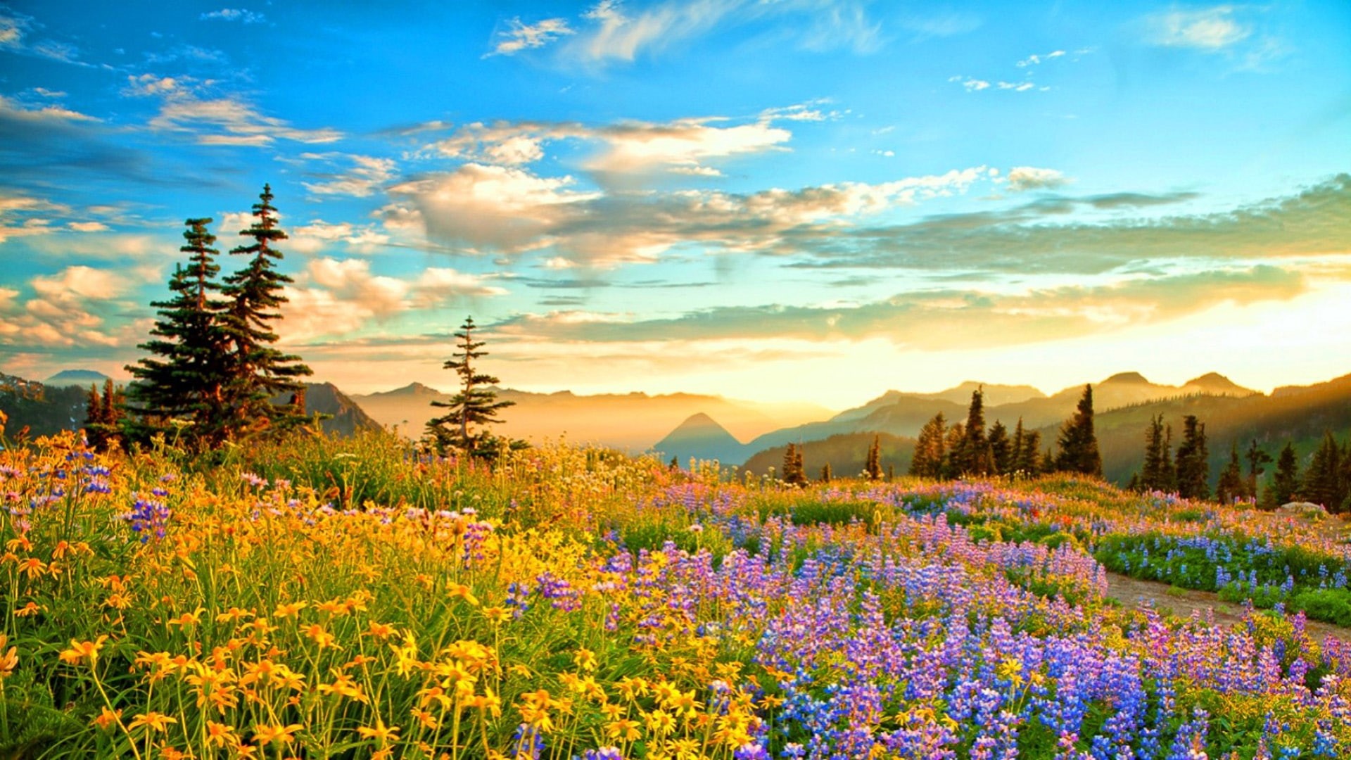 pine, yellow, lupines, flowers, sky, france, rainier, mountain, blue, spring, sunset, wilderness, clouds, 1080P, hd, purple, trees, HD Wallpaper