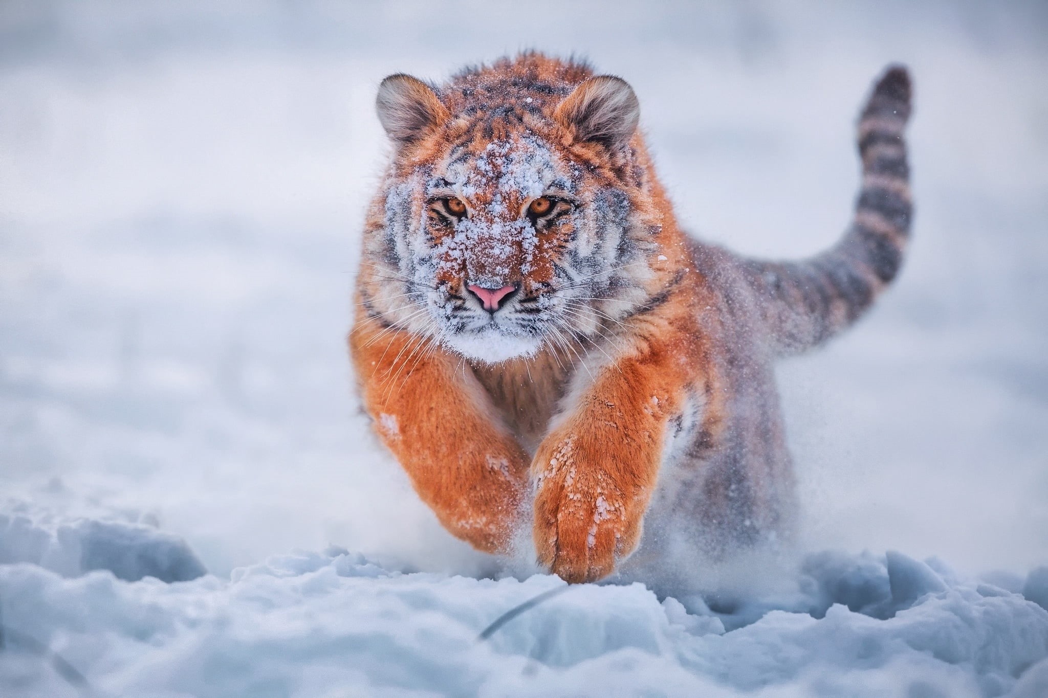 outdoors, wildlife, animals Hunting, animal wildlife, animals, 1080P, close-up, wildcat - Animal, prowling, lion - Feline, mammal, looking at camera, big Cat, HD Wallpaper