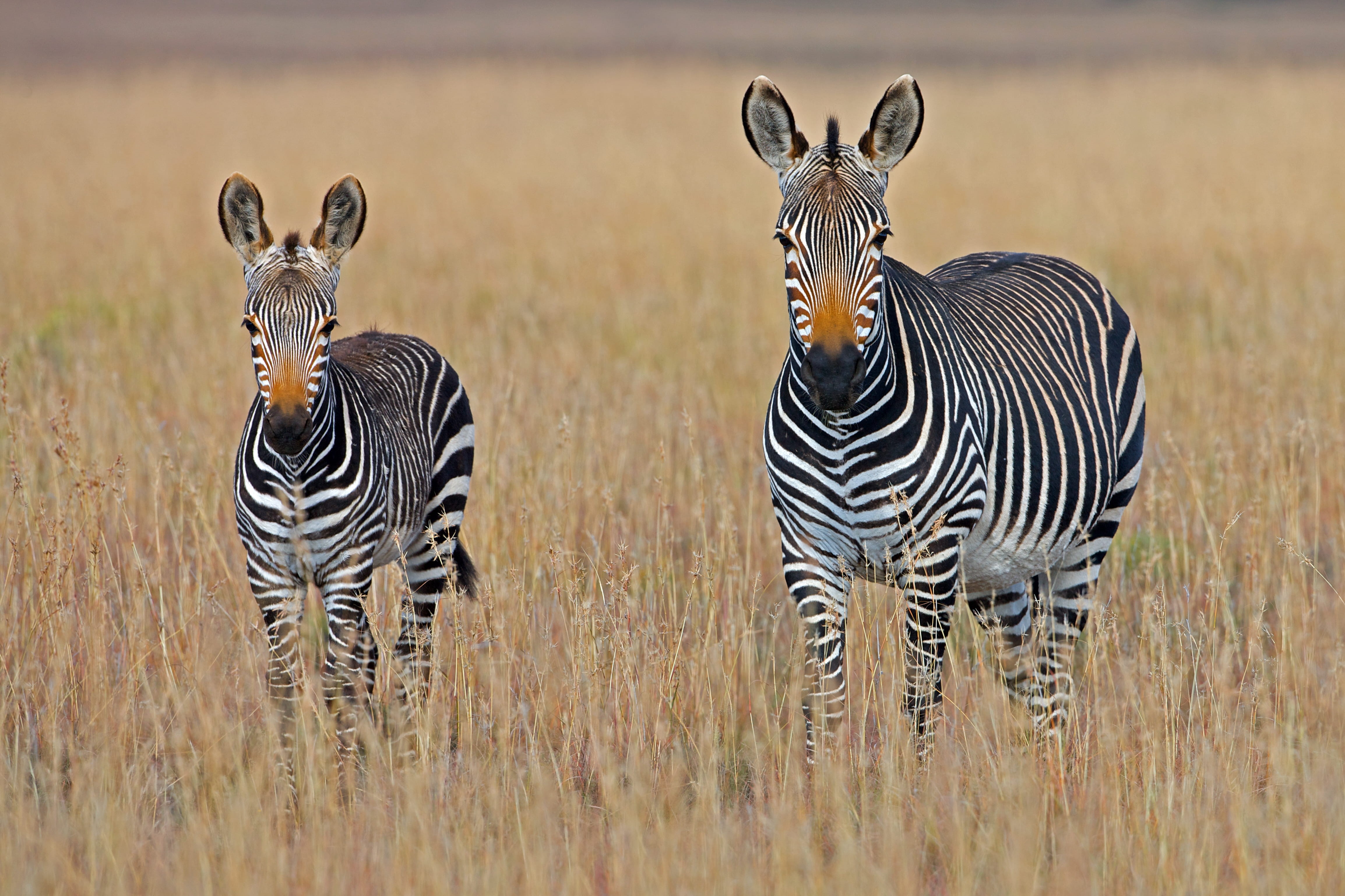 travel destinations, horse Family, mammal, animal themes, savannah, 4K, two, tanzania, herd, field, outdoors, kenya, safari Animals, wildlife, africa, HD Wallpaper
