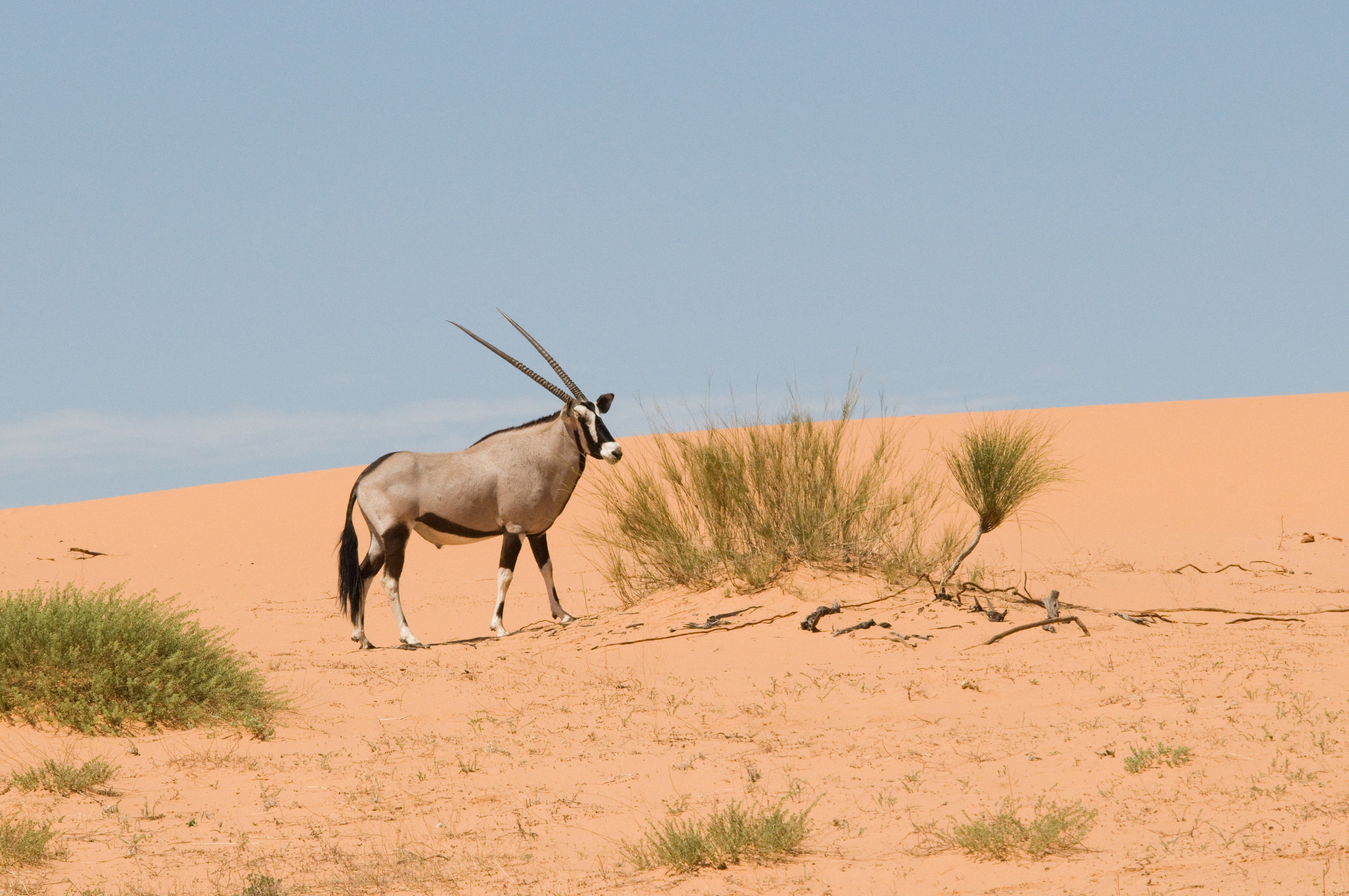 animals In The Wild, Kalahari, desert, nature, black, gray, antelope, Kgalagadi, africa, game reserve, sand, wilderness Area, safari Animals, 4K, Gemsbok, HD Wallpaper