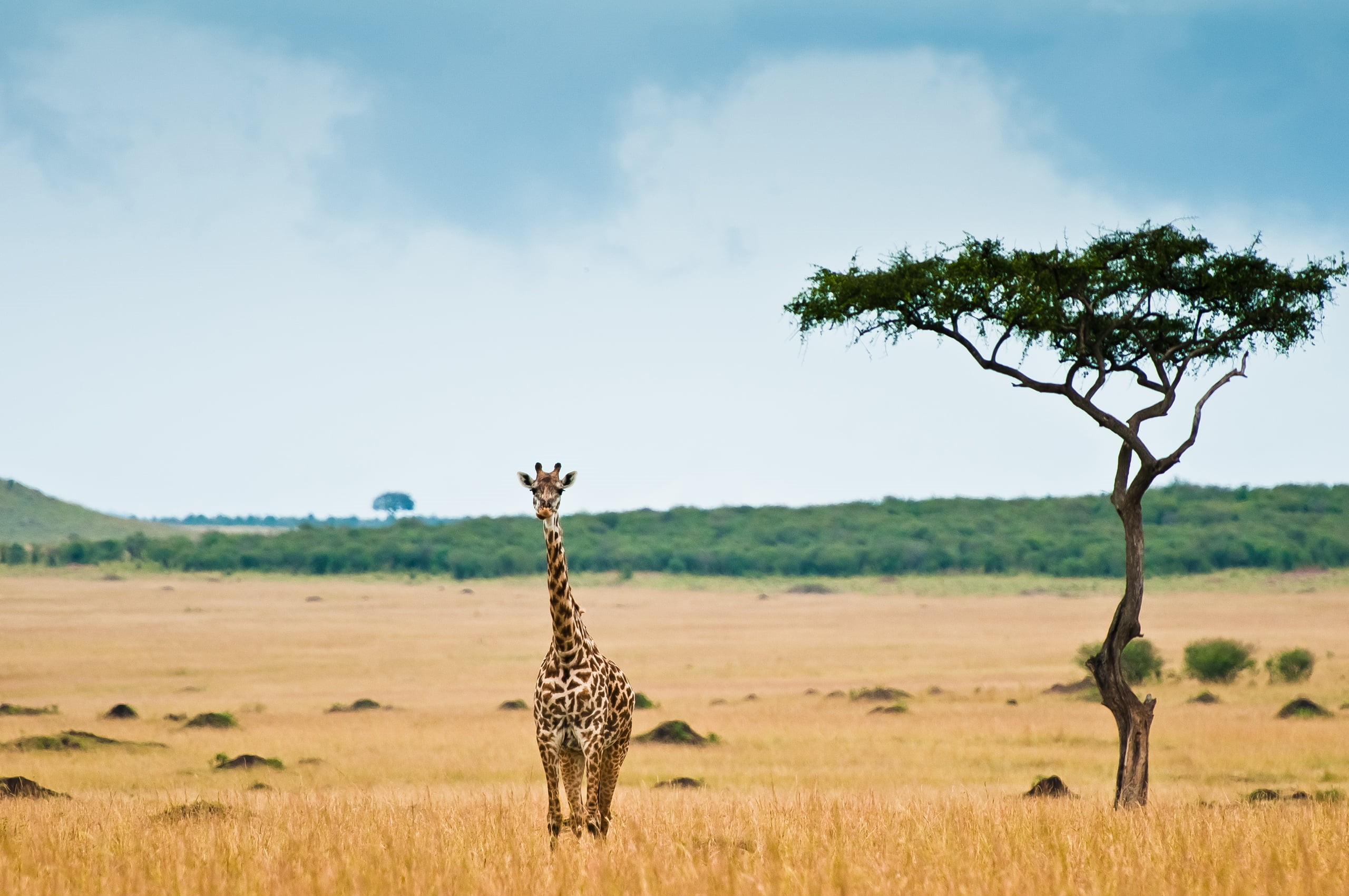 african Culture, sky, plain, steppe, landscape, animal wildlife, wilderness Area, land, wildlife Reserve, south Africa, no People, outdoors, Savannah, field, HD Wallpaper