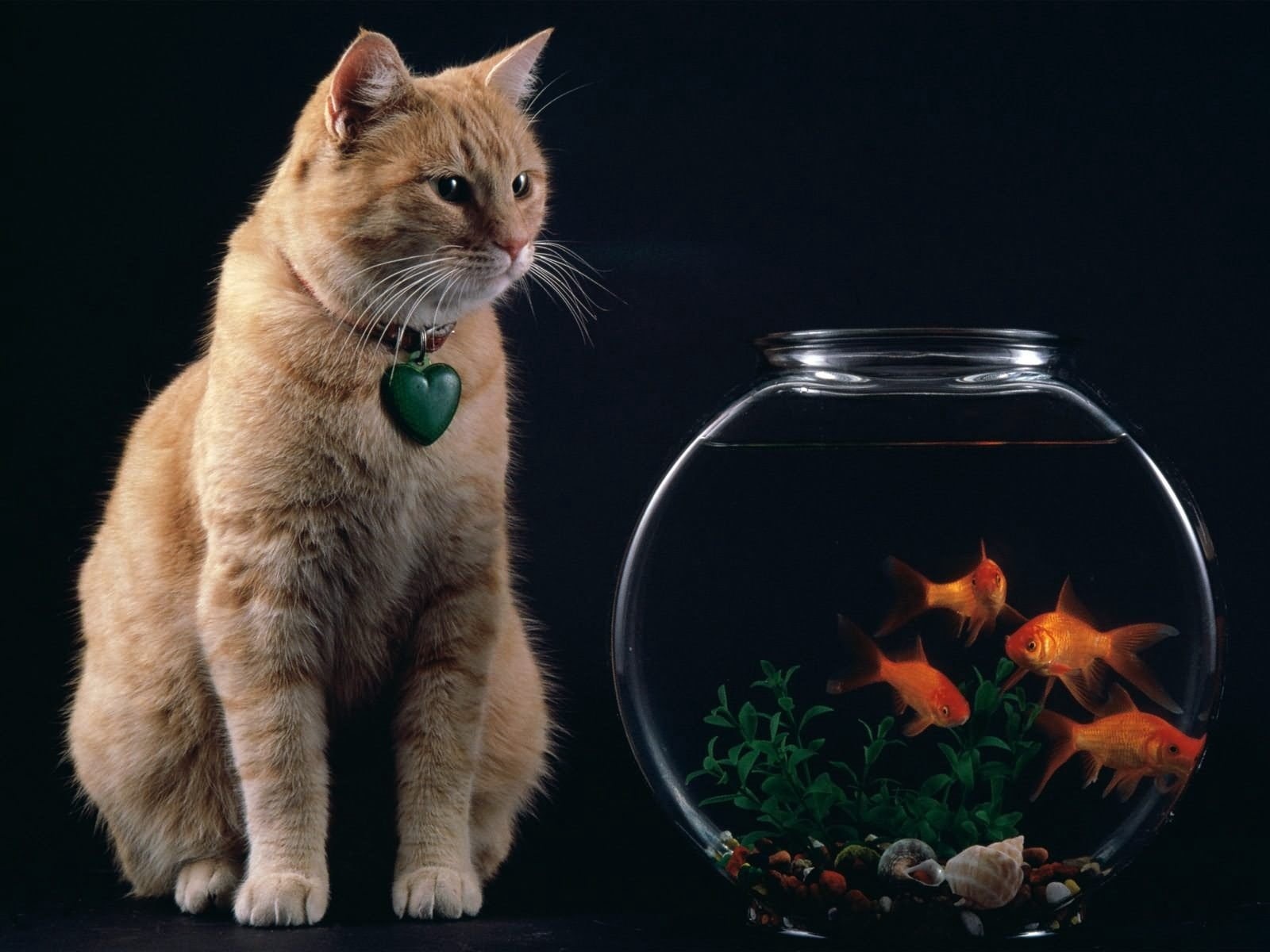720P, orange, heat - Temperature, vertebrate, animal head, fur, no people, curiosity, watching, animal themes, fishbowl, feline, black background, flame, HD Wallpaper