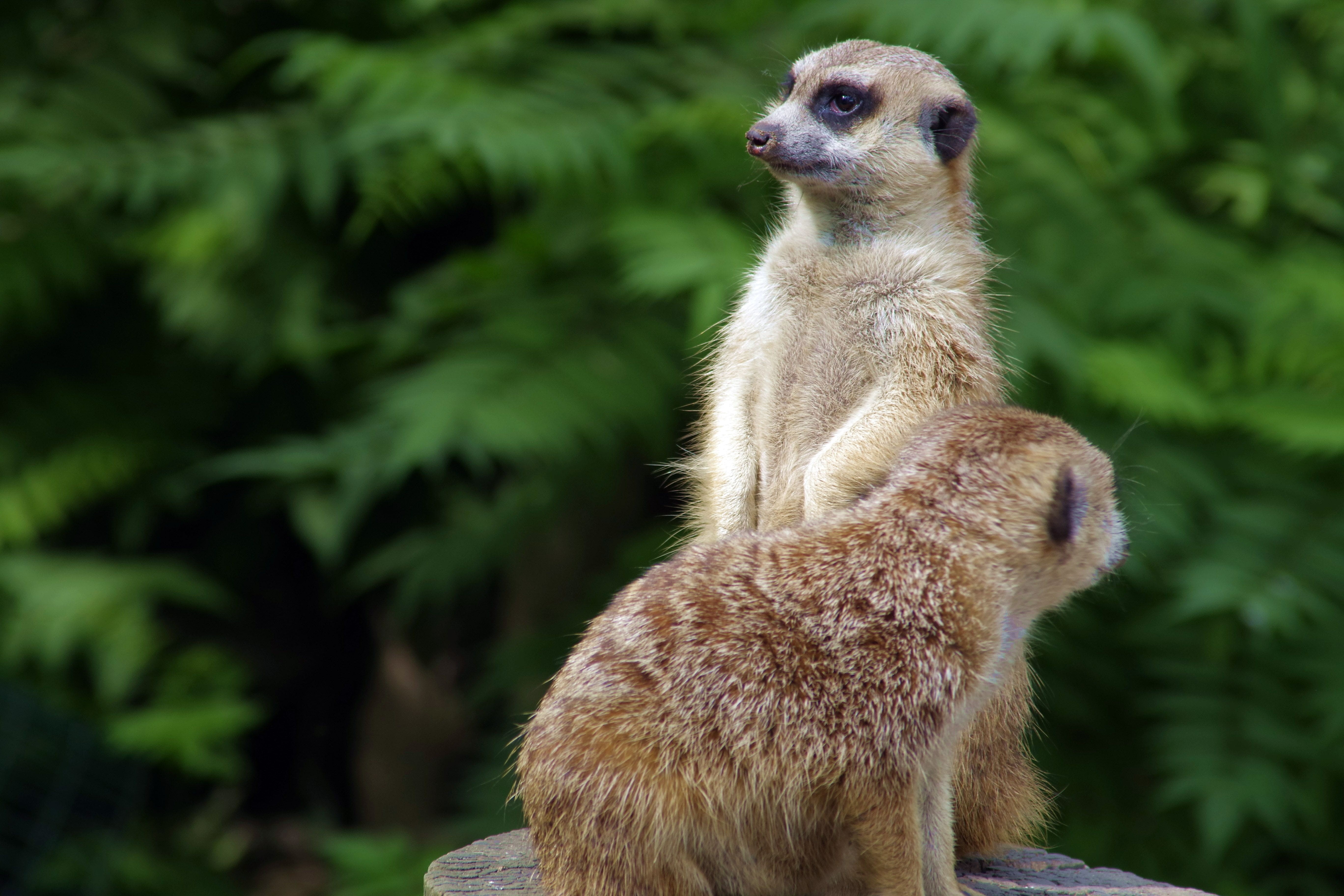 5K, close-up, one animal, mammal, funny, animal head, tree, surykatka, a security guard, day, guards, Meerkats, outdoors, standing, animal, fire, animal wildlife, HD Wallpaper