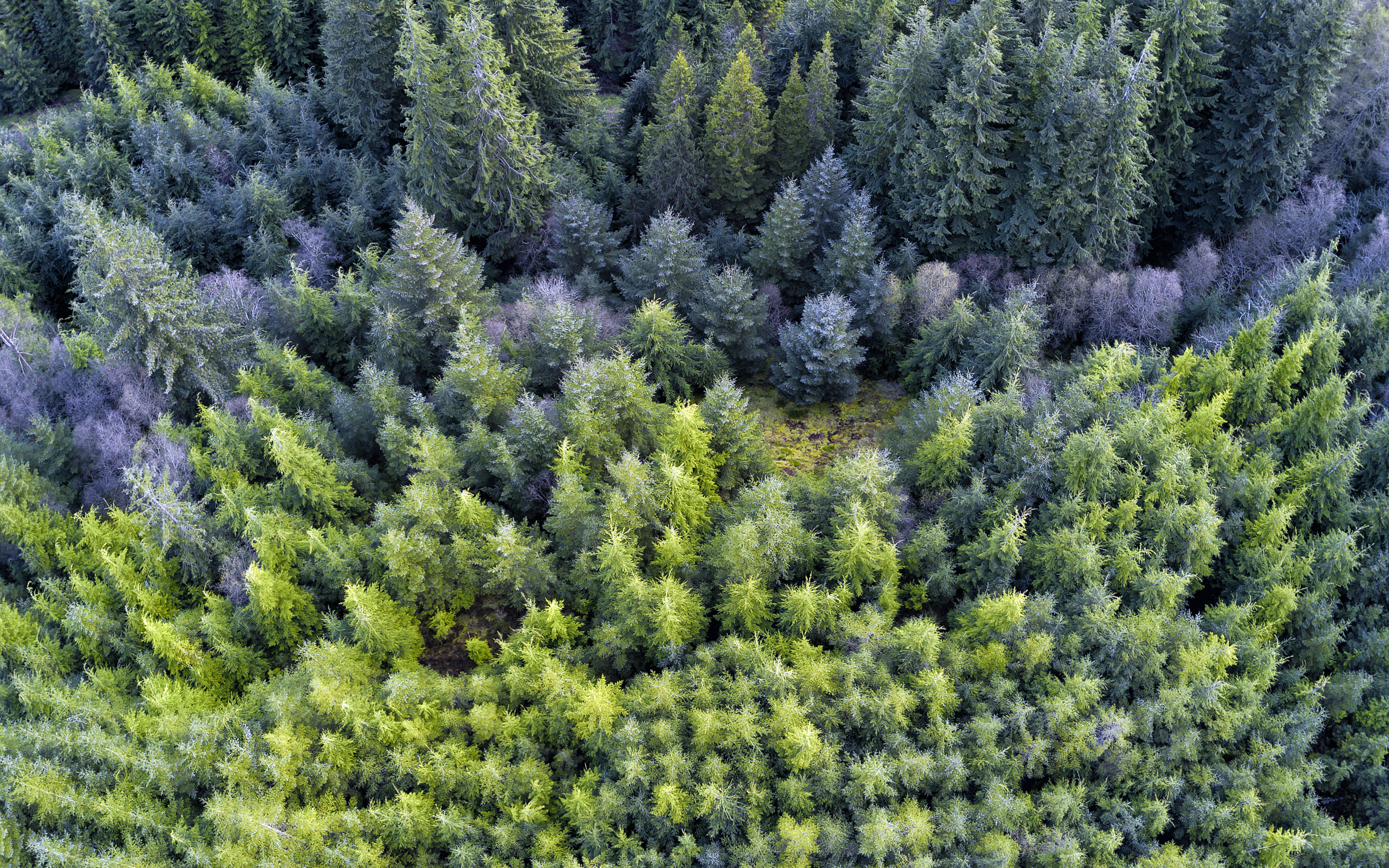5K, forest, outdoors, Scotland, nature, green Color, Landscape, Loch Lomond, photo, National Park, tree, coniferous Tree, fir Tree, aerial, Trossachs, HD Wallpaper
