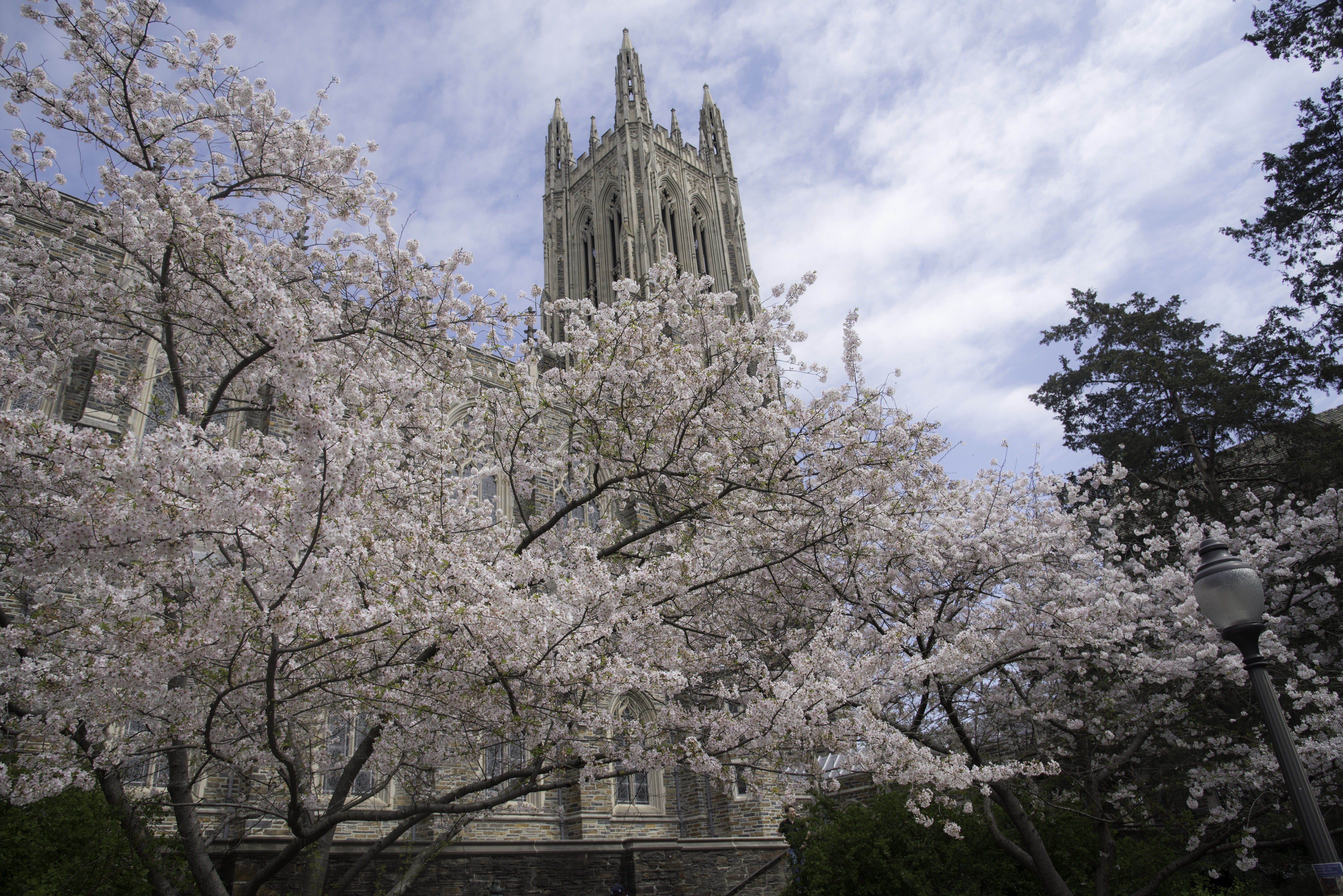 blossom, building Exterior, day, religion, nature, building, 5K, North Carolina, duke university, cherry blossom, Duke Chapel, branch, carolina, new York City, HD Wallpaper