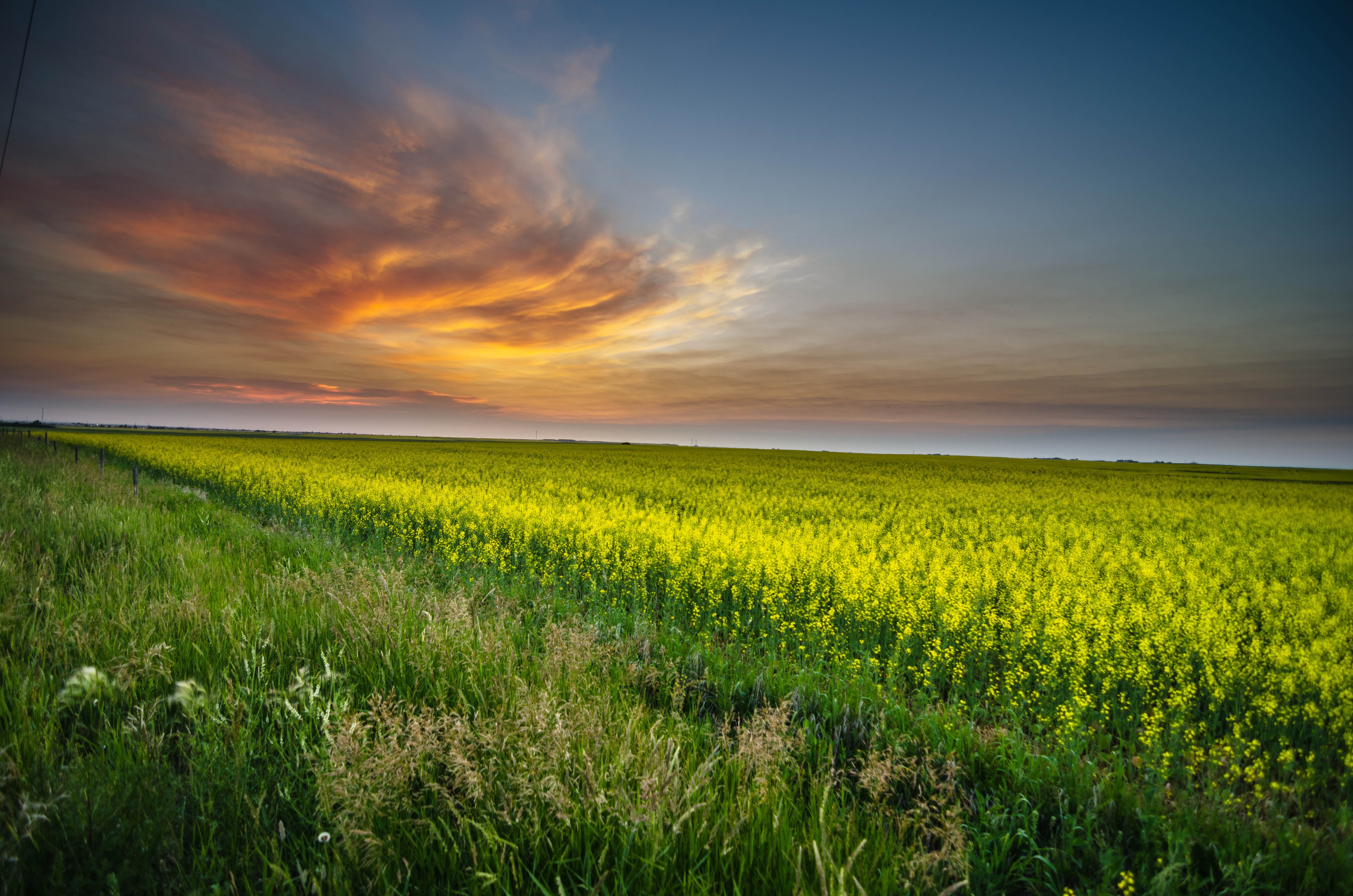 summer, rural Scene, field, Farm, green, green field, landscape, clouds, sky, Mustard, yellow, agriculture, sun, 4K, land, Sunset, meadow, cloud - Sky, HD Wallpaper
