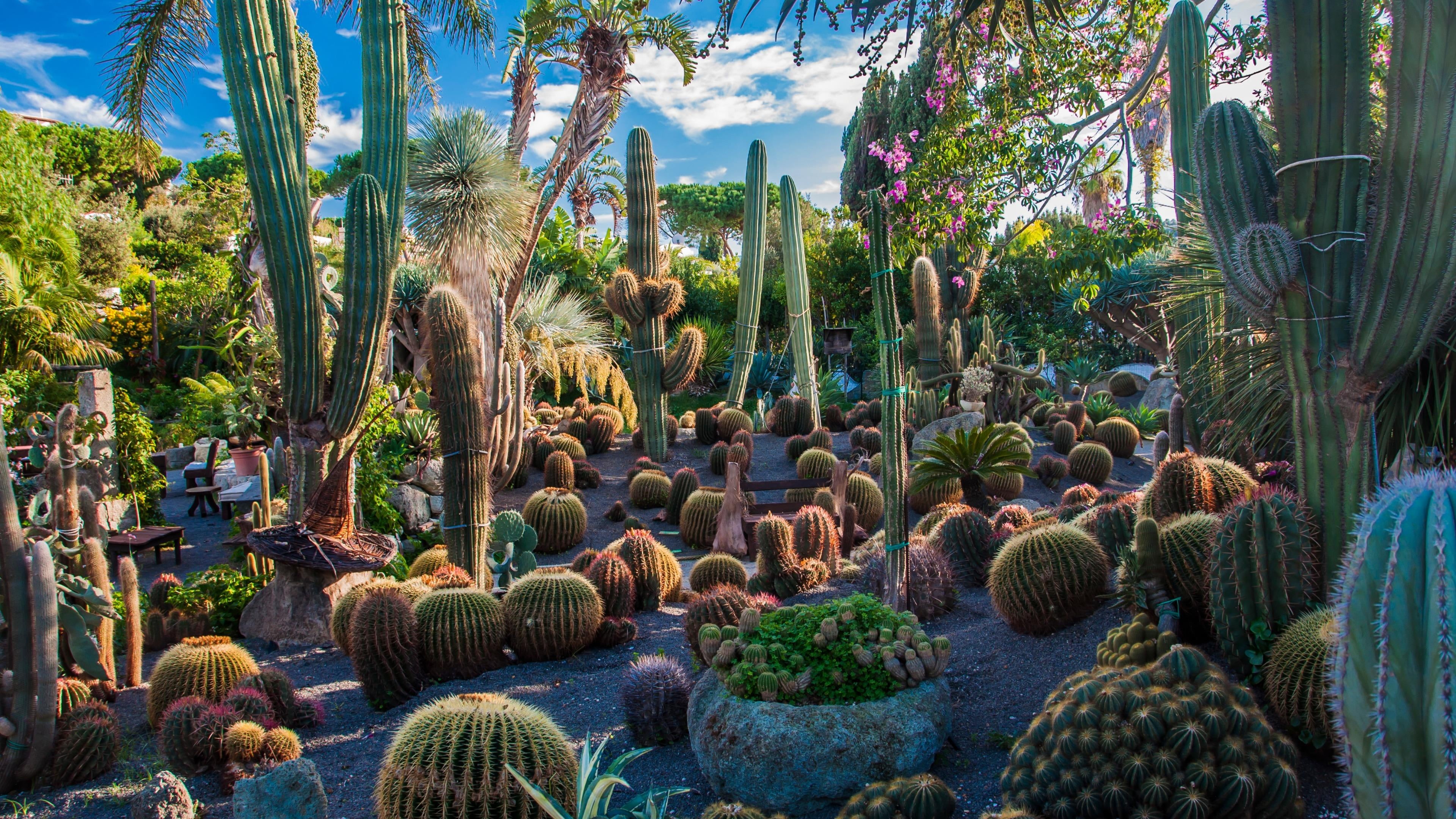 4K, land, green color, outdoors, day, succulent plant, field, tranquility, nature, tropical climate, flora, garden, palm tree, barrel cactus, beauty in nature, HD Wallpaper