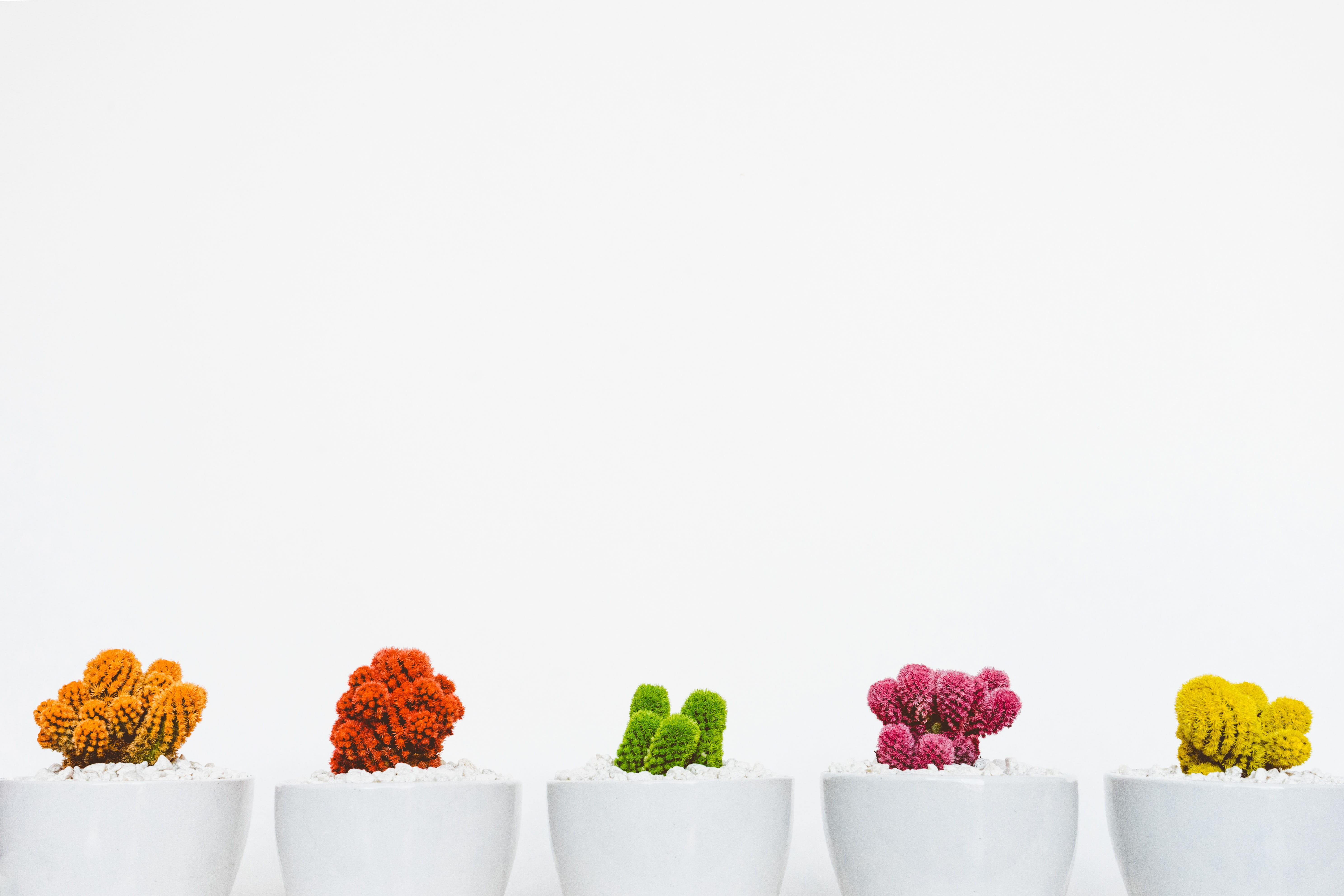 close-up, freshness, white background, 5K, no People, nature, ceramic, plants, copy space, arrangement, variation, side by side, indoors, multi colored, HD Wallpaper