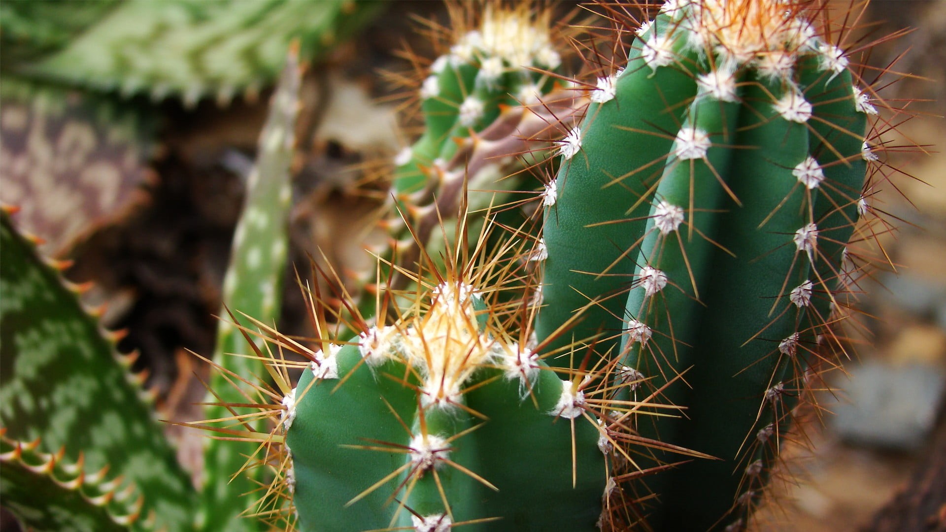 plants, selective focus, green, cactus, sign, close-up, close, plant, focus on foreground, no people, needle - plant part, outdoors, photography, arid climate, HD Wallpaper