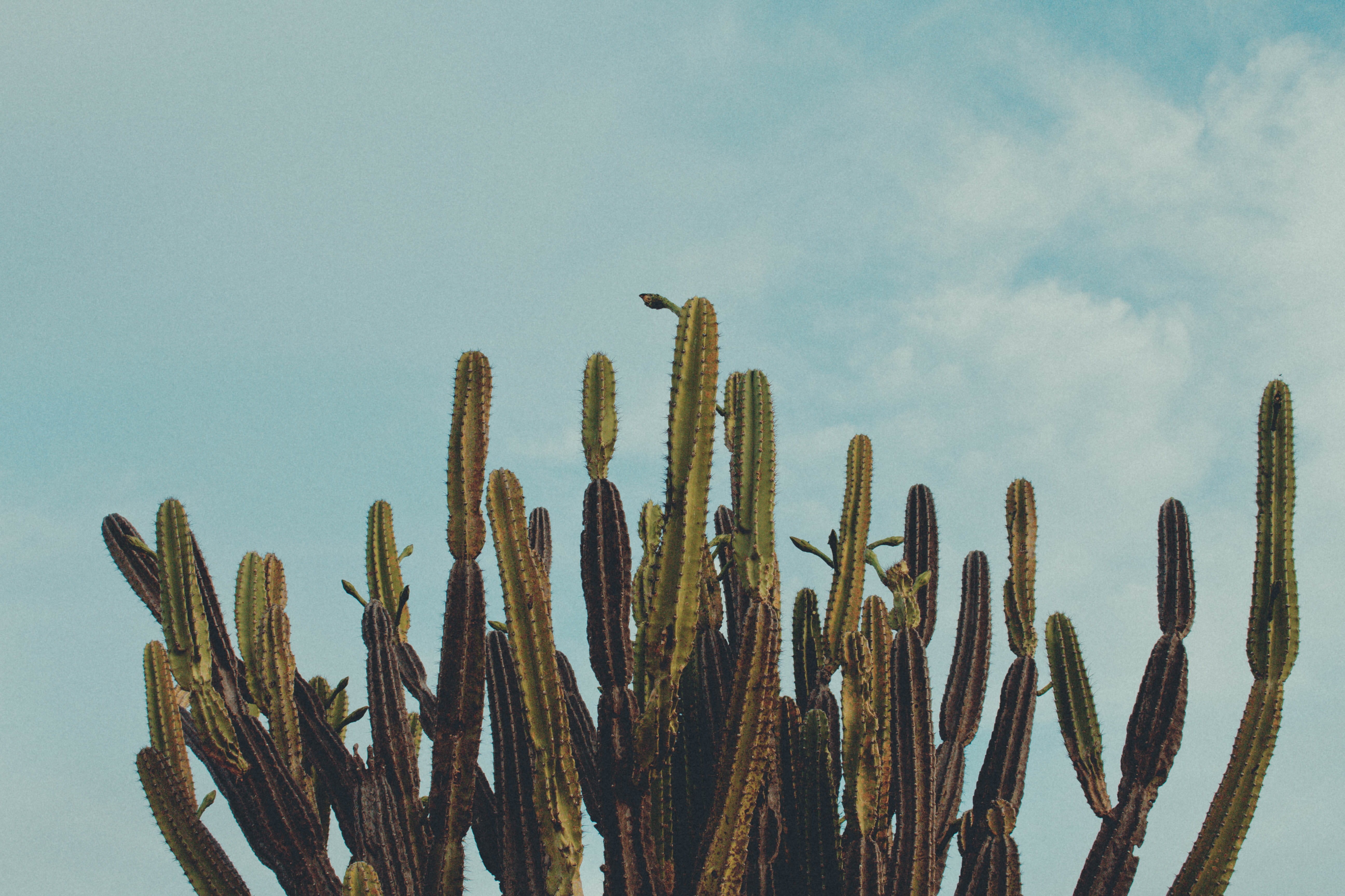field, sky, cacto, plants, brazil, cactus, scenics - nature, plant, beauty in nature, 5K, tranquility, outdoors, no people, succulent plant, low angle view, HD Wallpaper