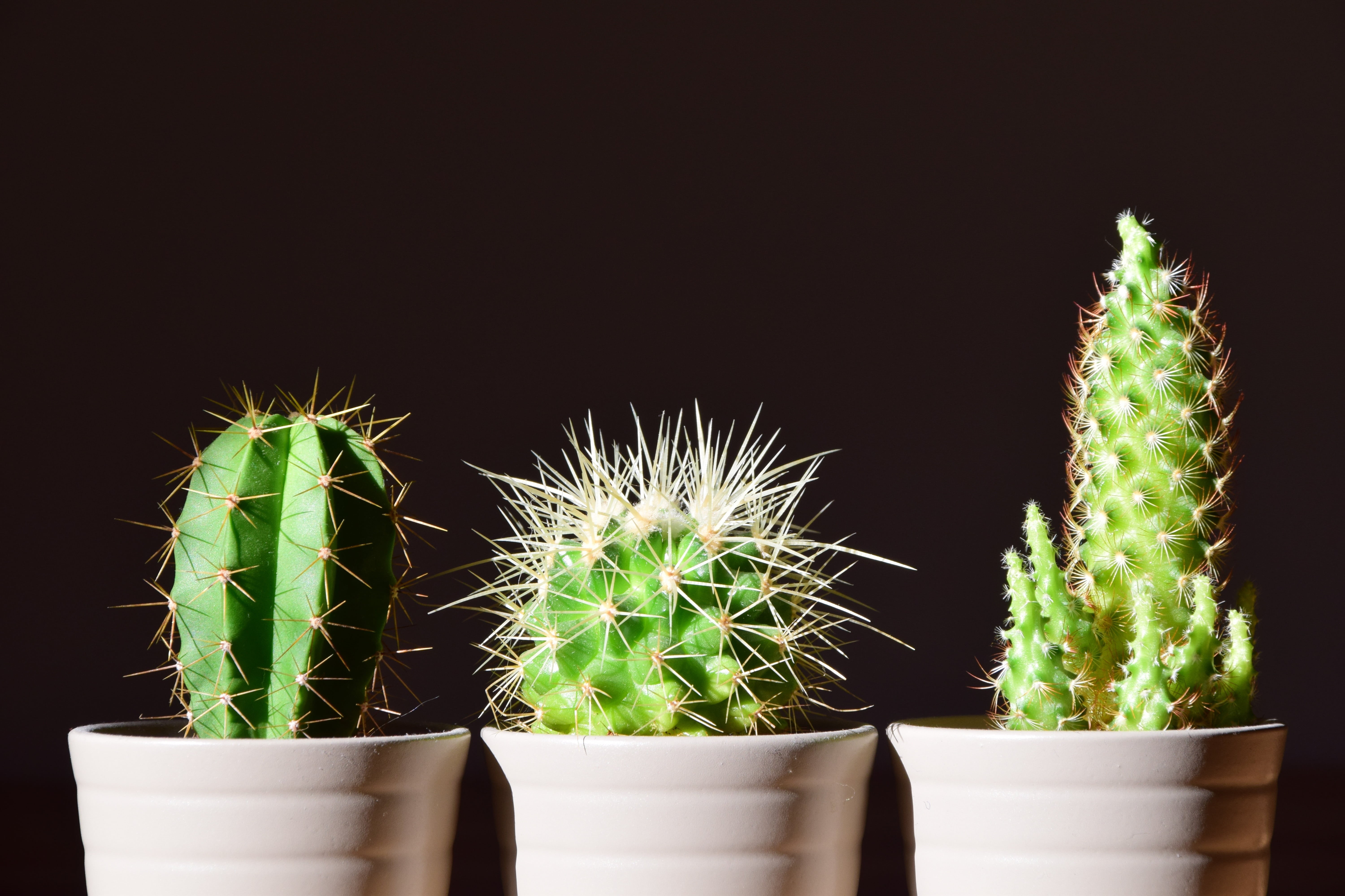 succulent plant, studio shot, no people, houseplant, in a row, greeting card, sharp, flower pot, freshness, plants, three, ornamental plant, 5K, spiked, HD Wallpaper