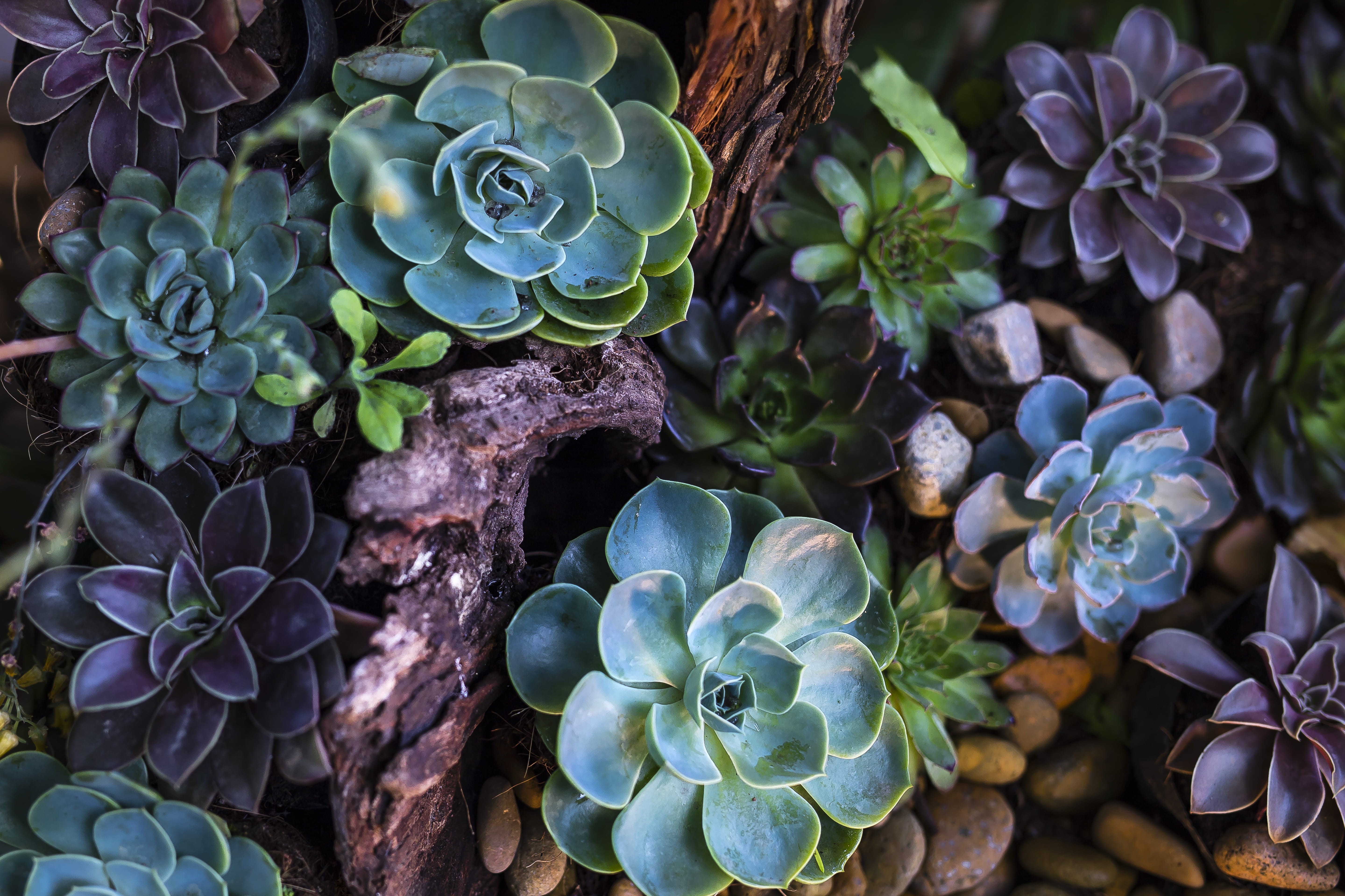 beautiful, plant part, flower head, flora, plants, no people, pebbles, succulent, color, flowering plant, day, nature, blooming, succulent plant, plant, HD Wallpaper