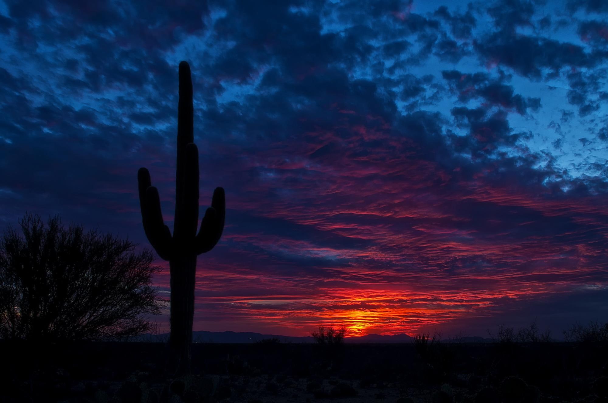 arizona, plant, sky, cactus, 1080P, tucson, night, vview, sunset, HD Wallpaper