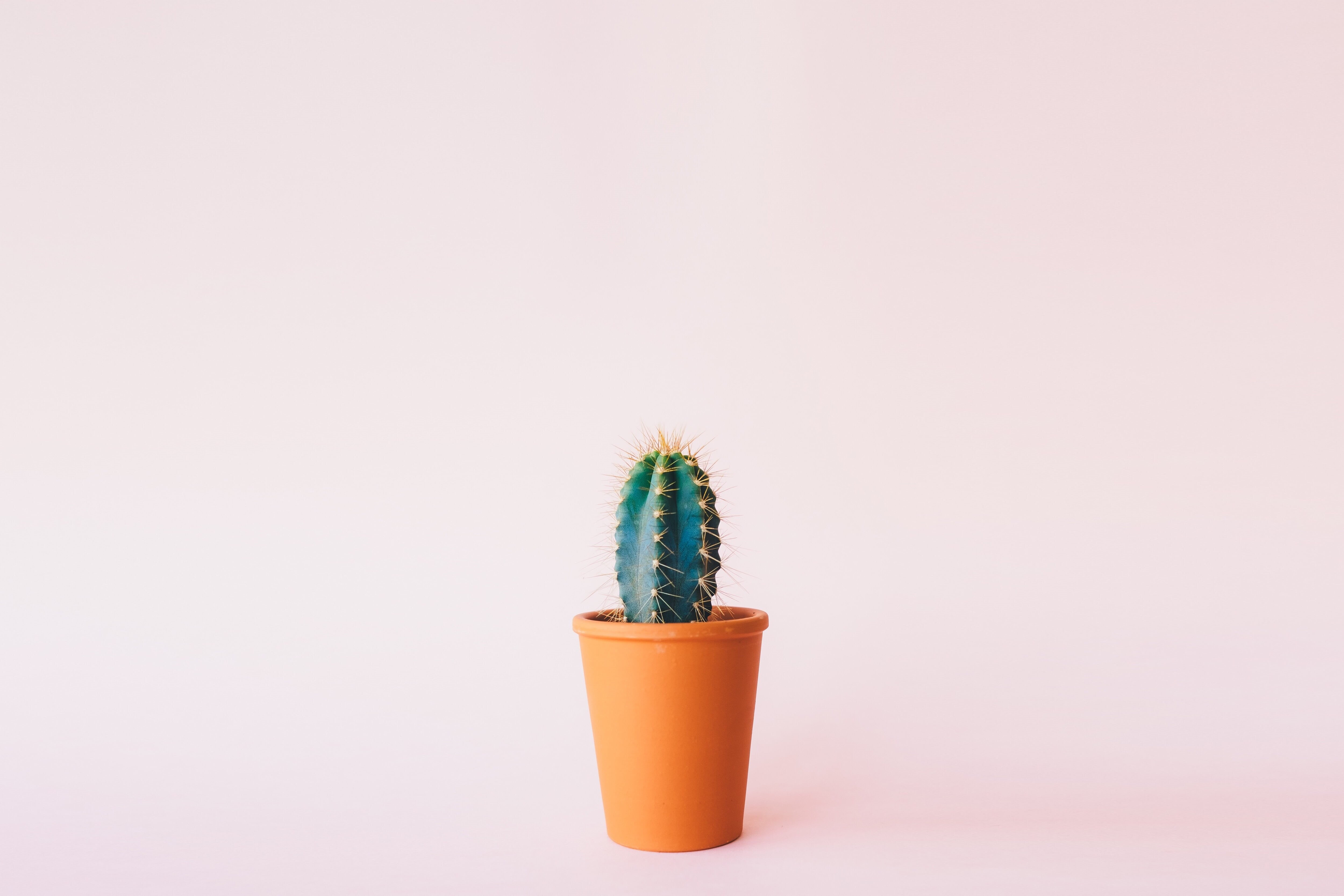 potted Plant, flower, single Object, succulent Plant, brown, orange color, decoration, no People, 4K, close-up, growth, desert, plant, multi colored, small, HD Wallpaper