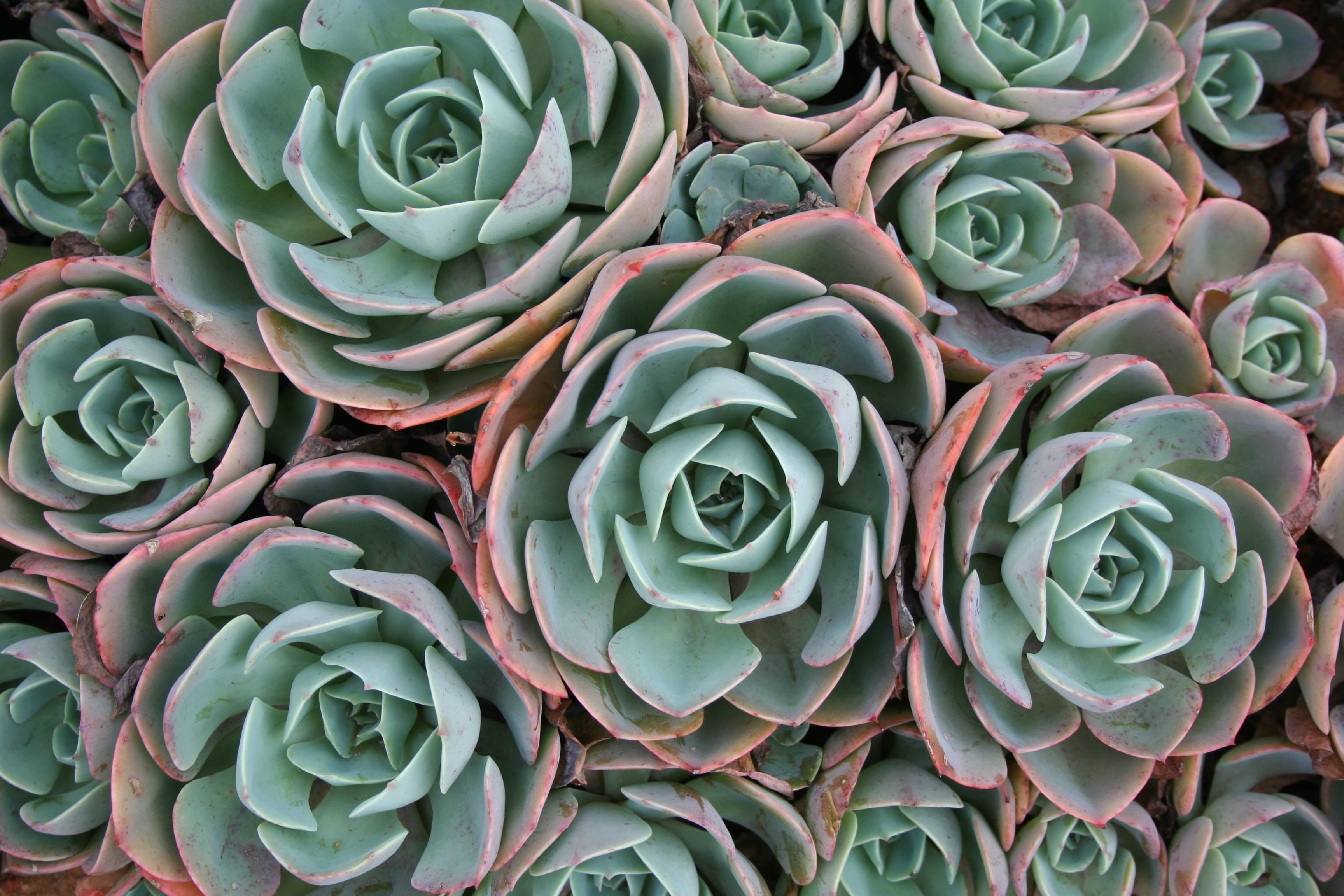 green, large group of objects, growth, ornate, backgrounds, day, green color, botany, flower, high angle view, natural pattern, plant, no people, leaf, HD Wallpaper