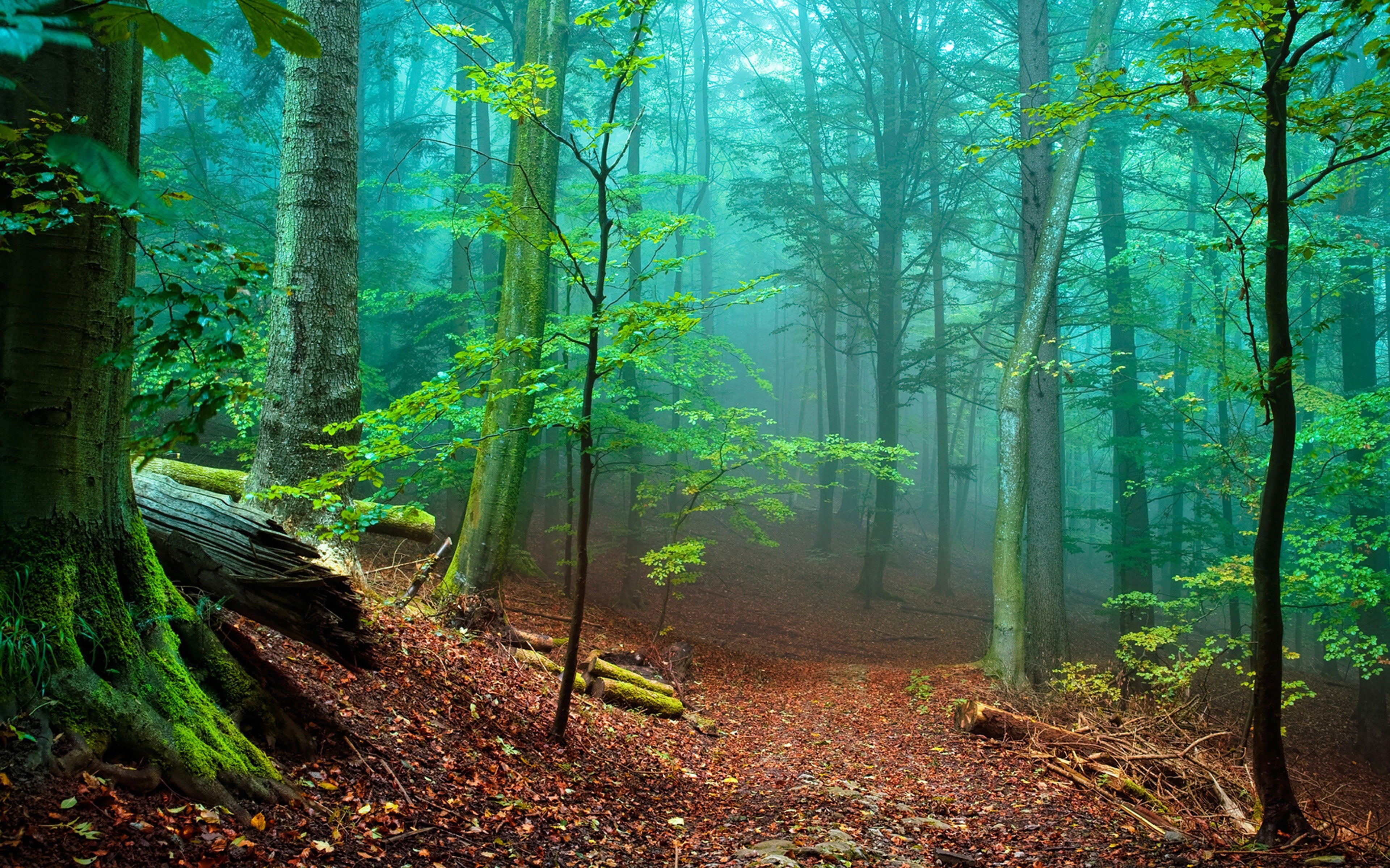 tranquil scene, red, plant, tranquility, idyllic, tree, mist, leaves, fog, trees, trunk, day, forest, tree trunk, beauty in nature, environment, HD Wallpaper