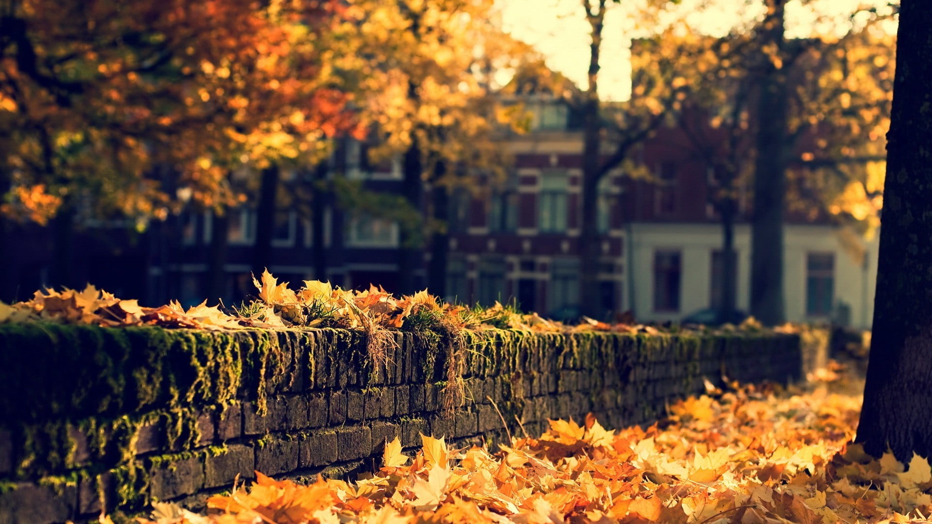 october, bricks, fallen leaves, focus on foreground, color Image, footpath, nature, woodland, concrete, black, brown, landscape, beauty In Nature, no People, HD Wallpaper