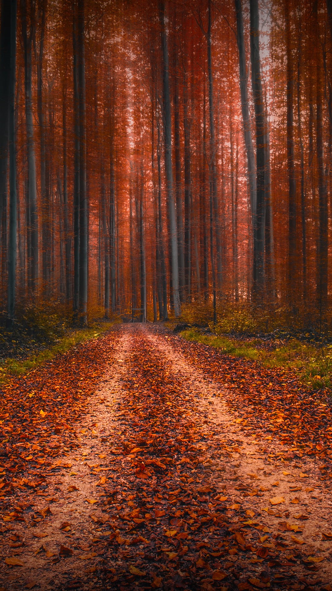 environment, fall, brown, bright, outdoors, tree Trunk, road, backgrounds, autumn, 1080P, scenics, trees, leaves, non-Urban Scene, tree, yellow, sunlight, Phone HD Wallpaper