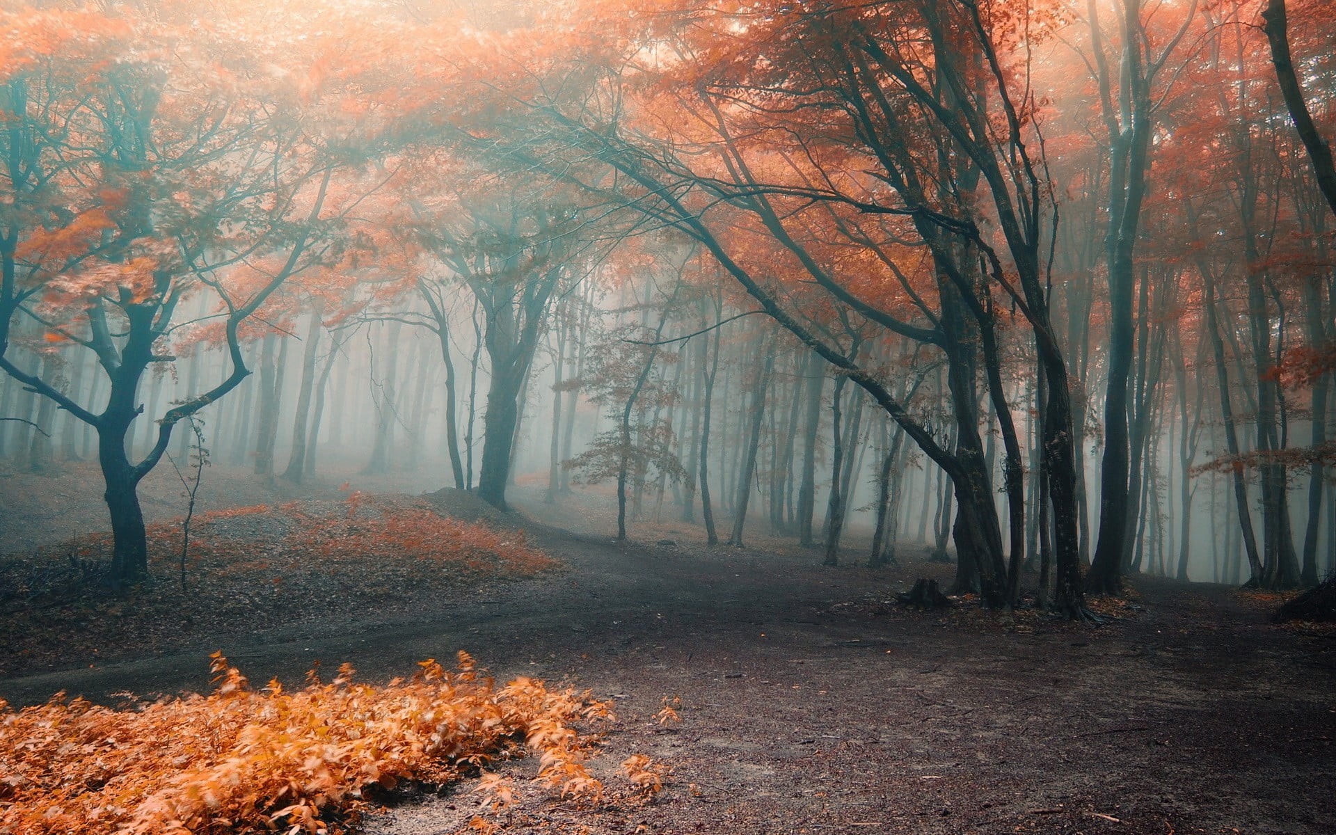 autumn collection, plant, fog, autumn, trees, season, sunset, backgrounds, no people, change, light - Natural Phenomenon, orange Color, multi Colored, non-Urban Scene, HD Wallpaper