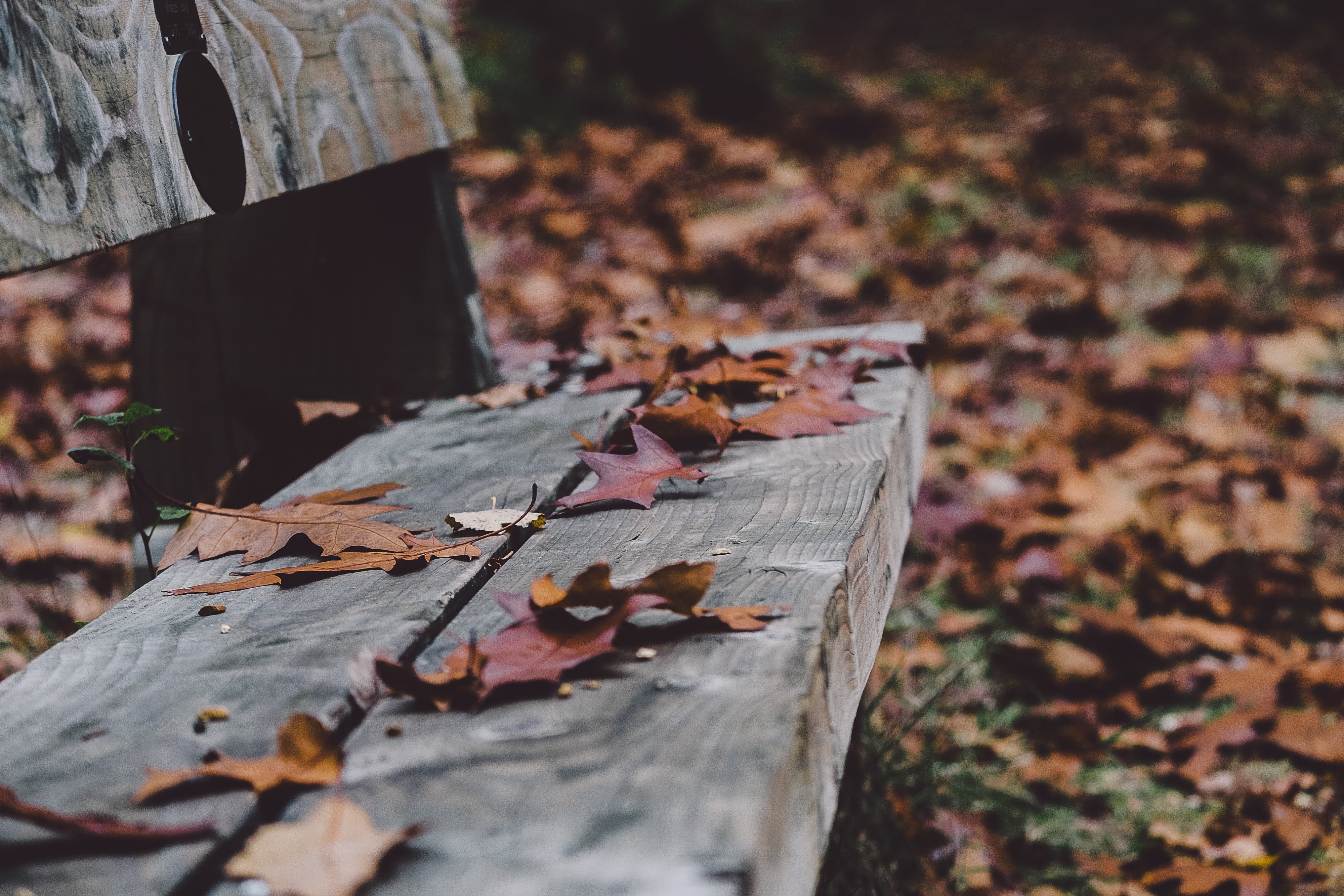 fall, green, outdoors, bench, falling, fallen leaves, autumn, park bench, maple leaf, close-up, natural condition, change, plant part, 4K, nature, dry, HD Wallpaper