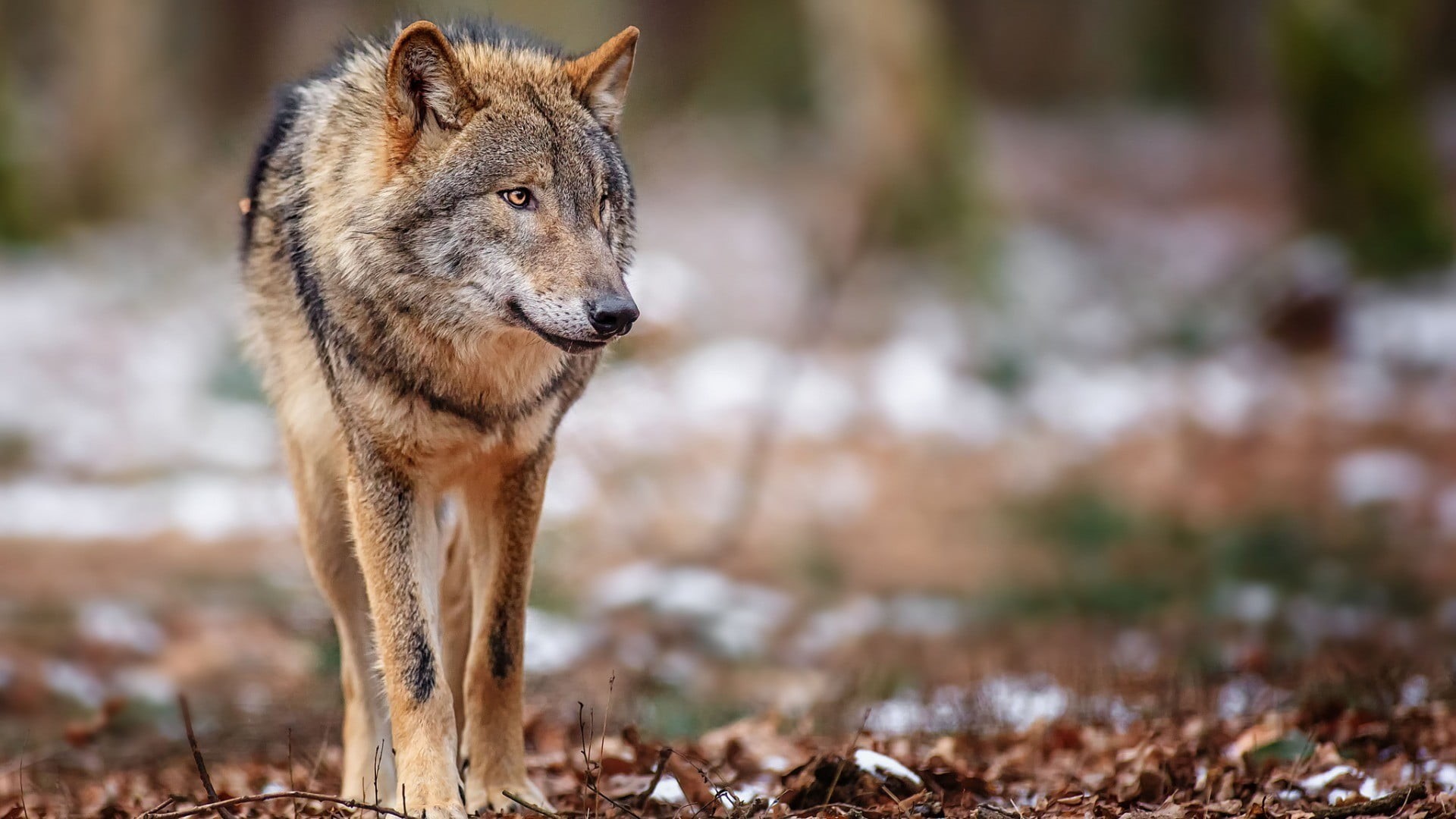 outdoors, animals, animals in the wild, one animal, focus on foreground, 1080P, standing, wildlife, no people, forest, portrait, animal wildlife, nature, HD Wallpaper