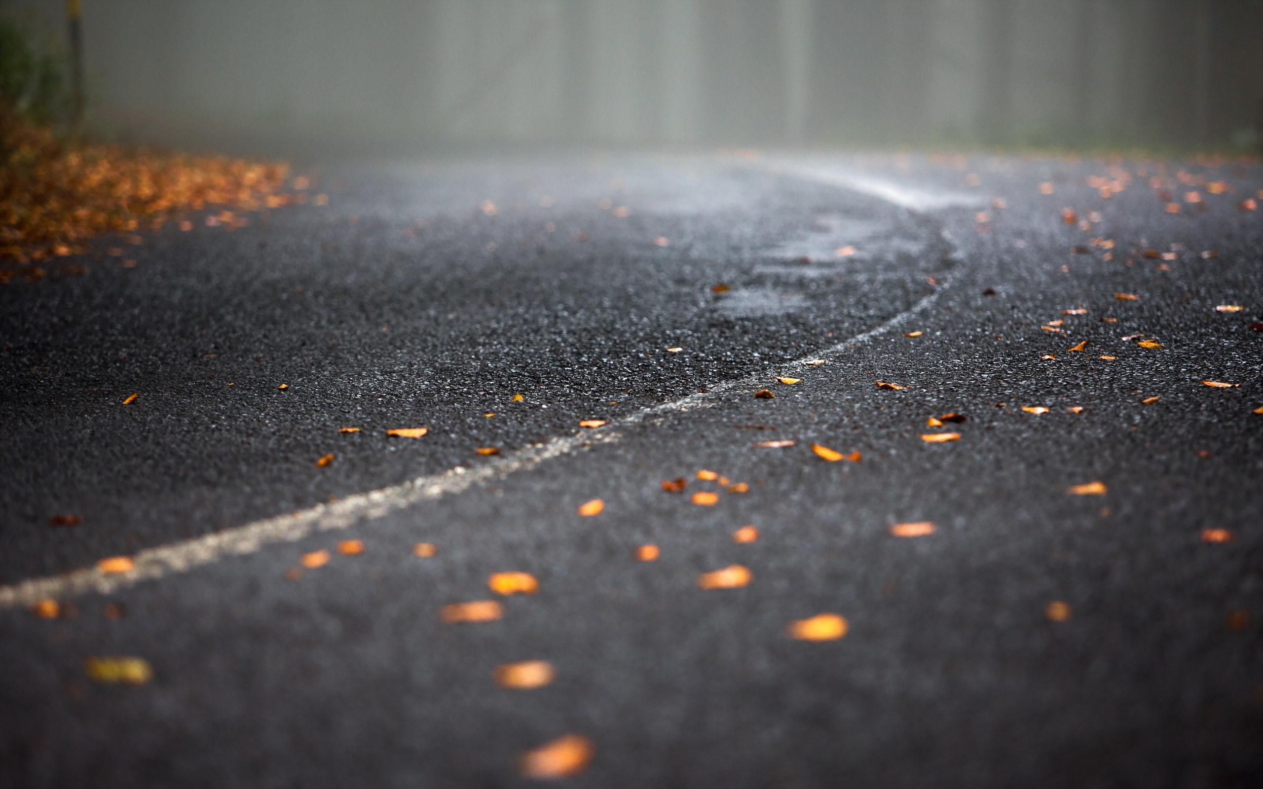 fallen leaves, 2K, road, fall, street, asphalt, HD Wallpaper