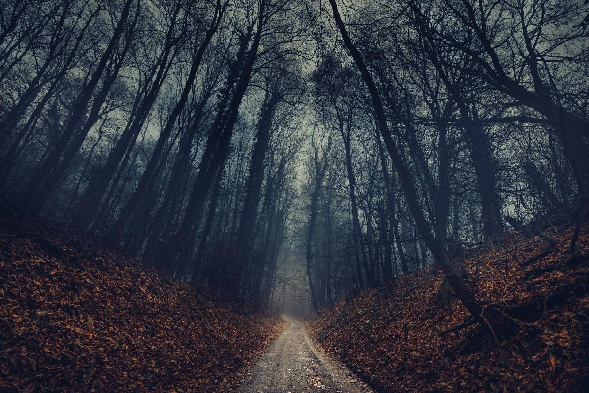 mist, 1080P, landscape, forest, dirt road, branch, trees, nature, fallen leaves, leaves, fall, deep forest, HD Wallpaper
