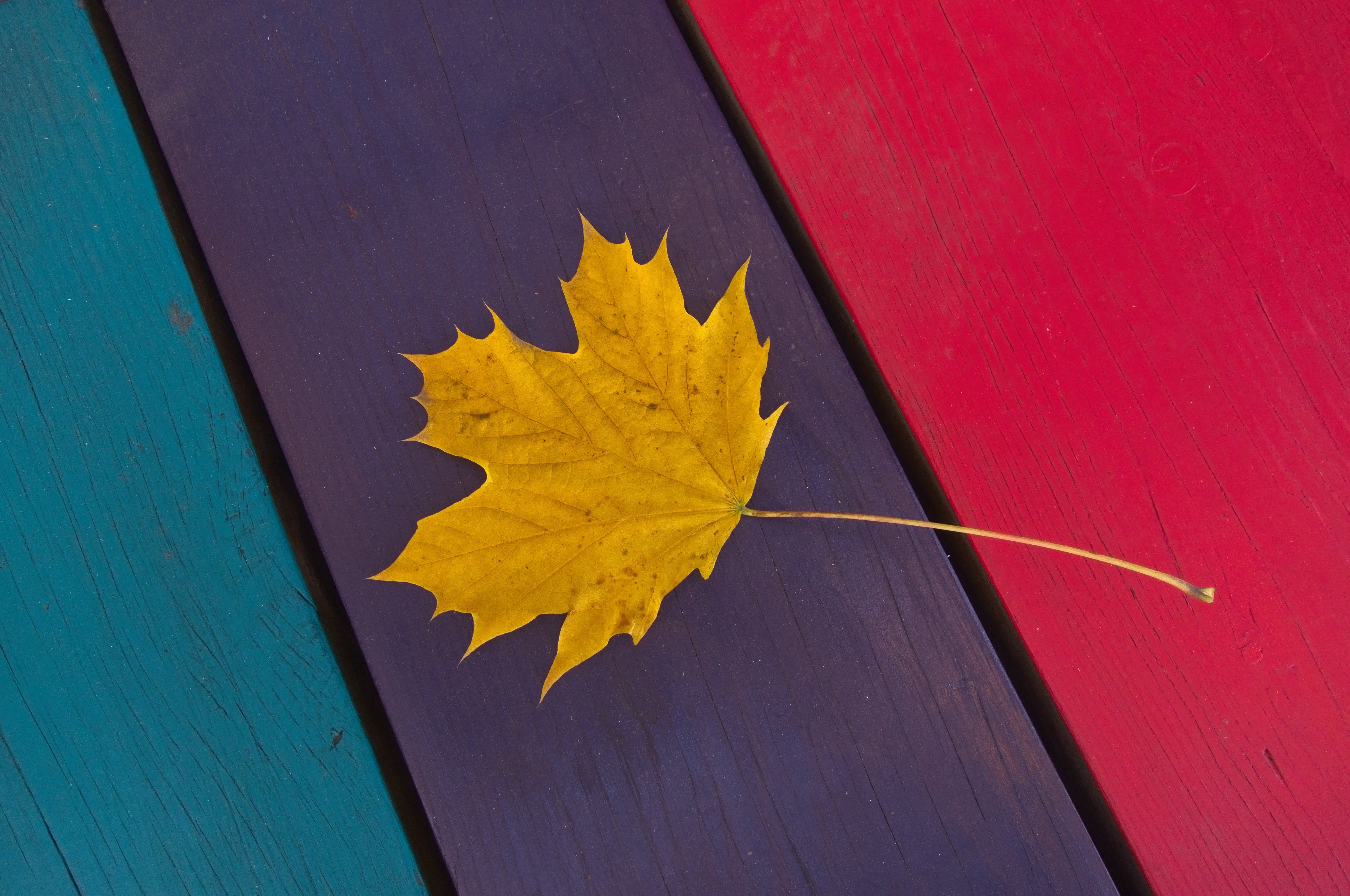 Season, colors, Table, yellow, october, autumn leaves, Autumn colors, multi Colored, fallen leaf, backgrounds, autumn, maple leaf, wood - Material, nature, HD Wallpaper