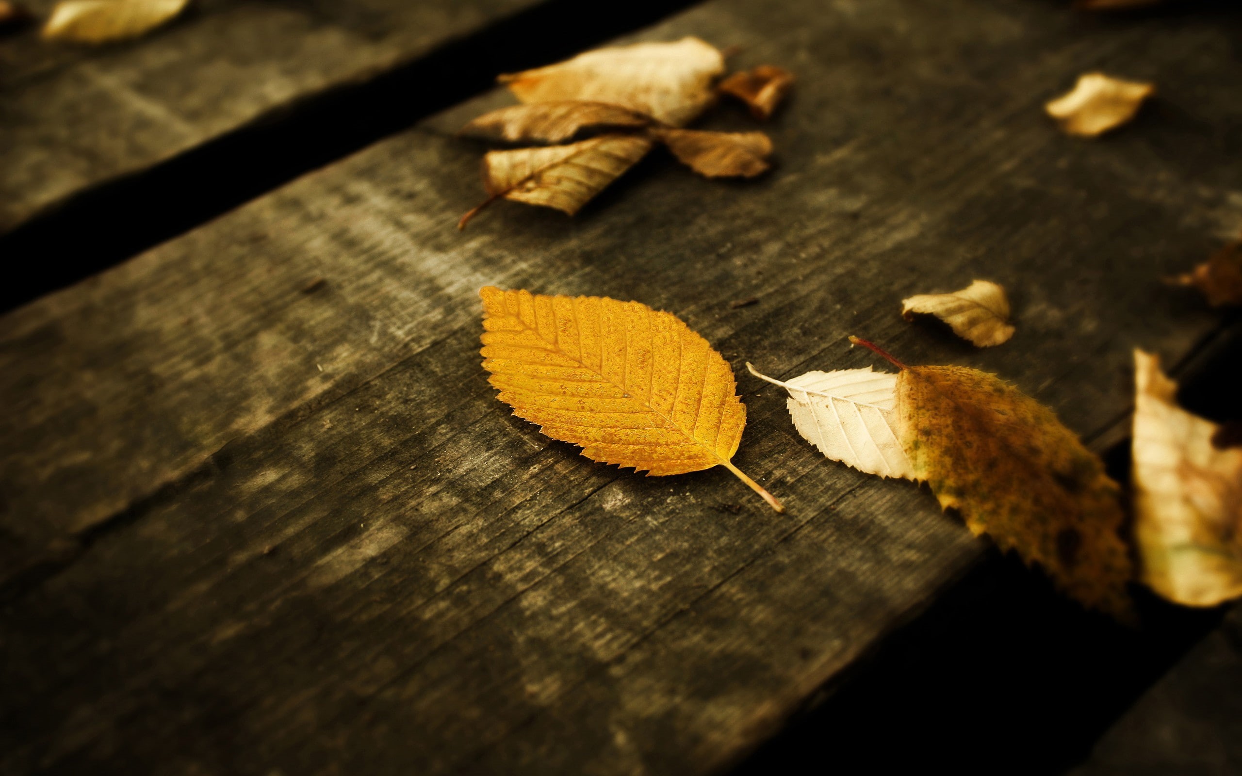 leaves, fallen leaves, brown, macro, 2K, wood, fall, HD Wallpaper