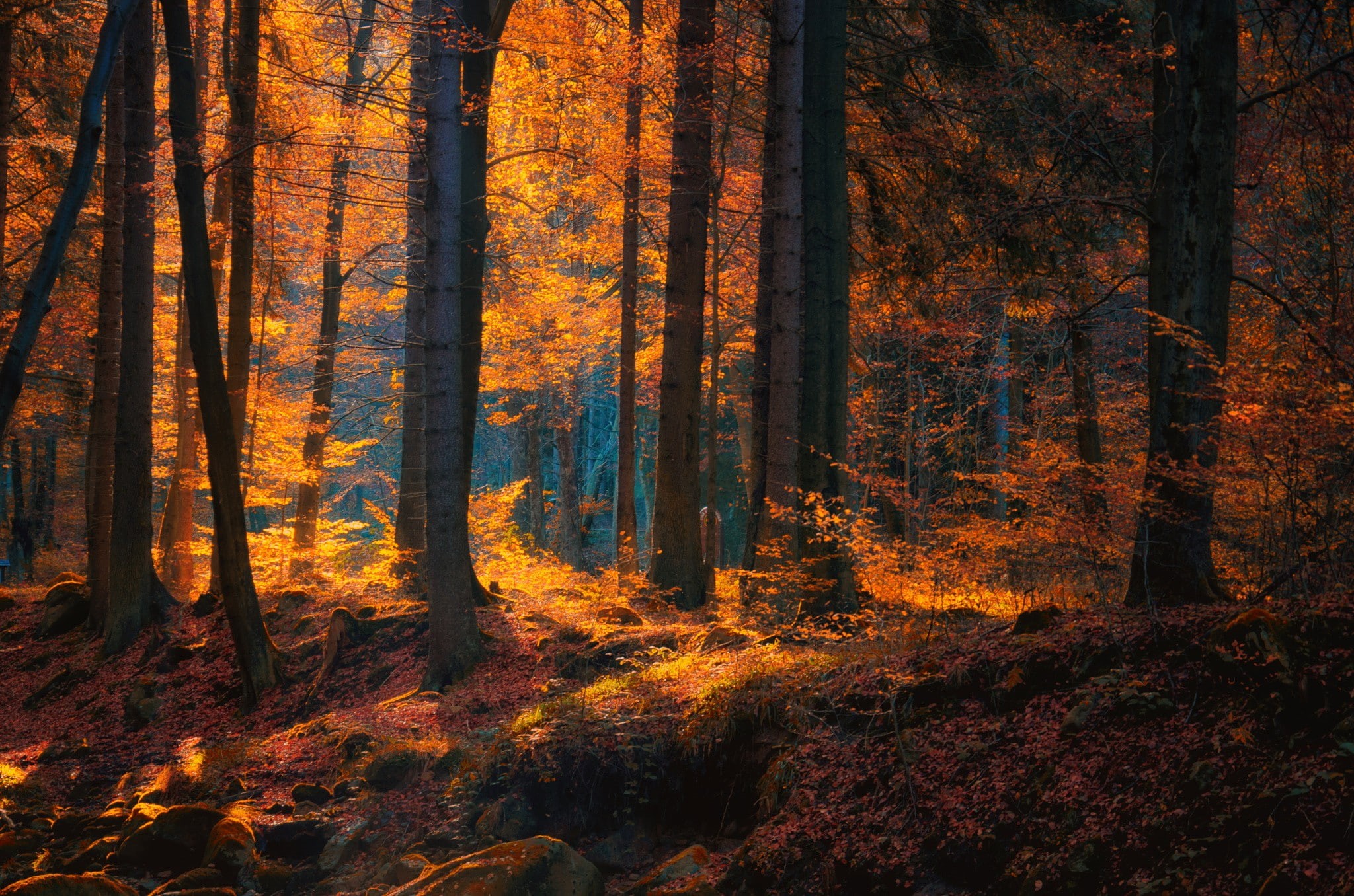 leaves, fallen leaves, forest, trees, 1080P, fall, HD Wallpaper