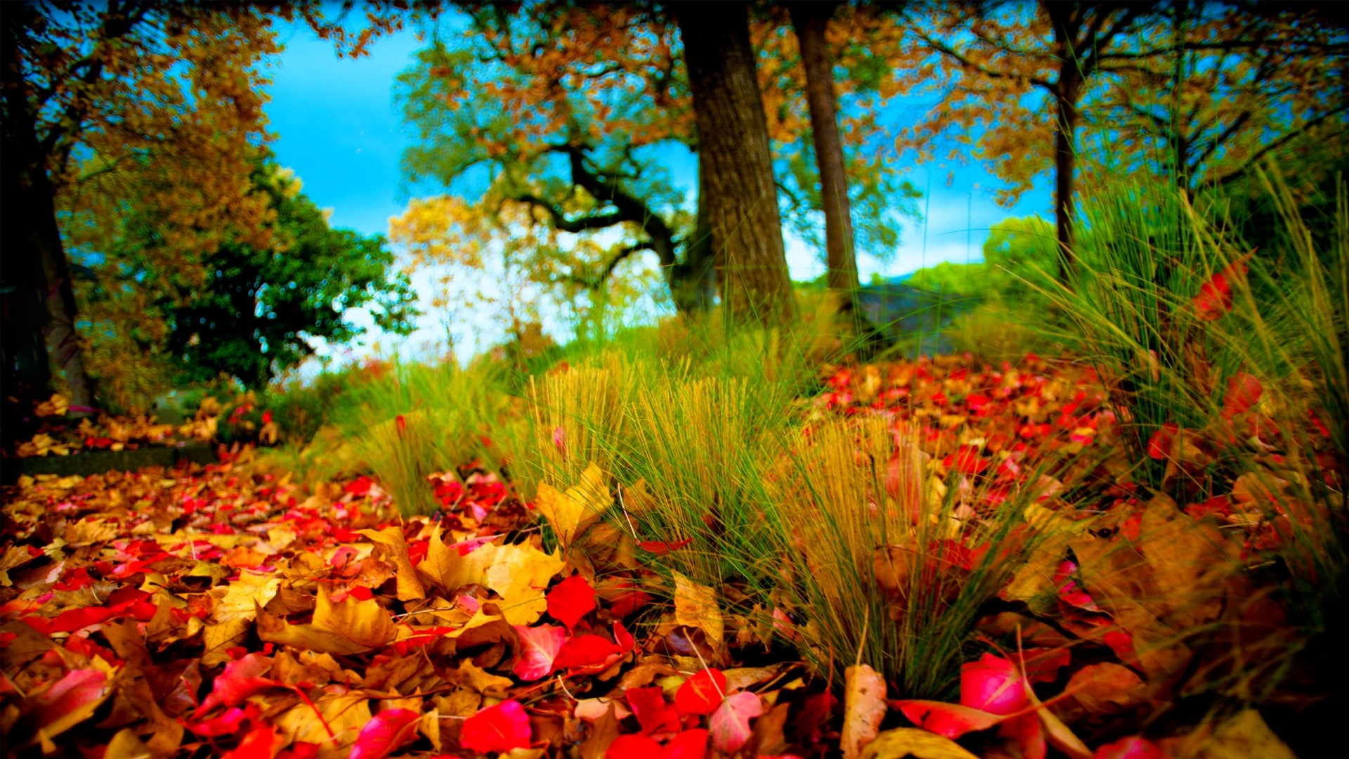 fall, plants, 1080P, colorful, landscape, fallen leaves, outdoors, HD Wallpaper