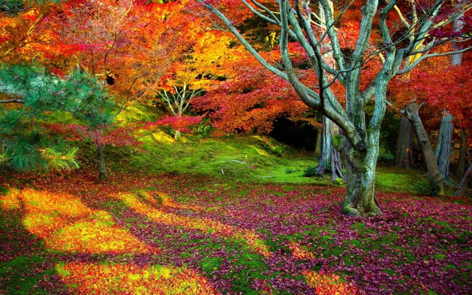 dead trees, fallen leaves, landscape, 1080P, red leaves, fall, nature, HD Wallpaper