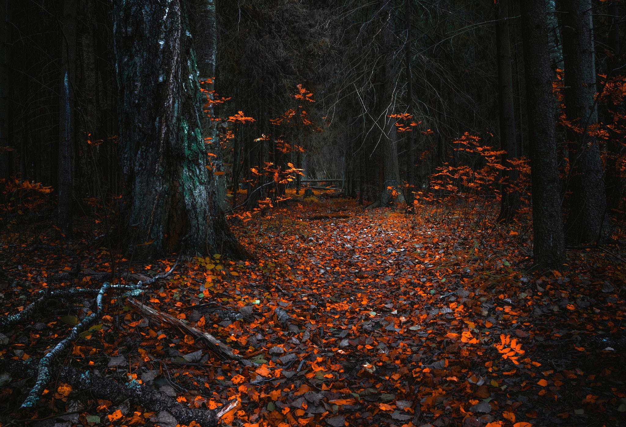 fall, plants, 1080P, forest, trees, fallen leaves, HD Wallpaper
