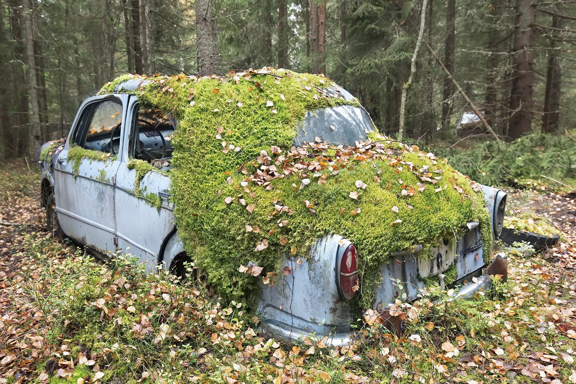 wreck, mode of transportation, land vehicle, ruined, plant, deterioration, land, nature, 1080P, abandoned, transportation, damaged, obsolete, decline, HD Wallpaper