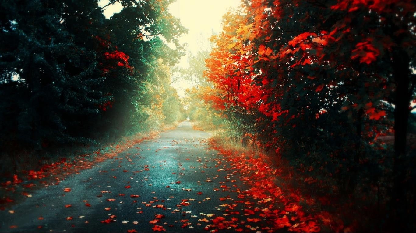 720P, fallen leaves, road, fall, trees, HD Wallpaper