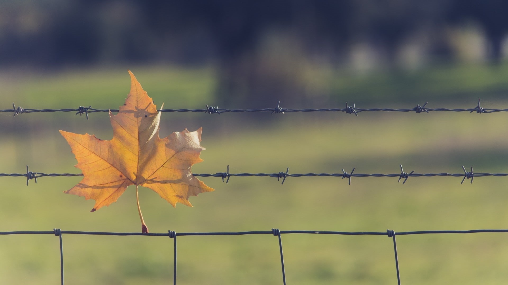 barrier, plant part, nature, metal, maple leaf, focus on foreground, change, safety, protection, boundary, leaf, fallen leaves, wire, 1080P, no people, HD Wallpaper