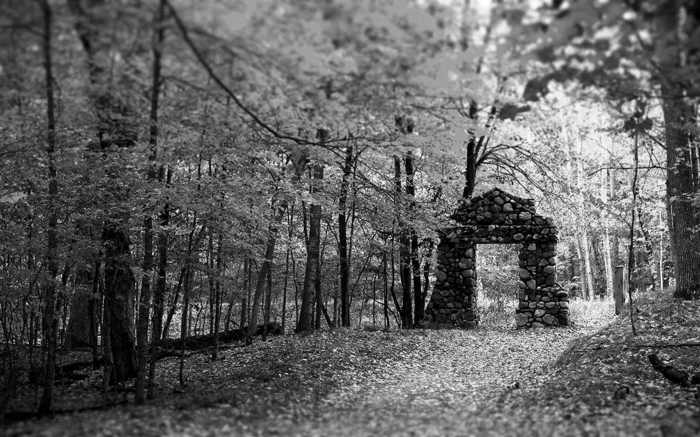 land, nature, ruin, plant, the way forward, grayscale, snowing, tree trunk, day, fallen tree, trees, scenics - nature, woodland, gates, white, outdoors, HD Wallpaper