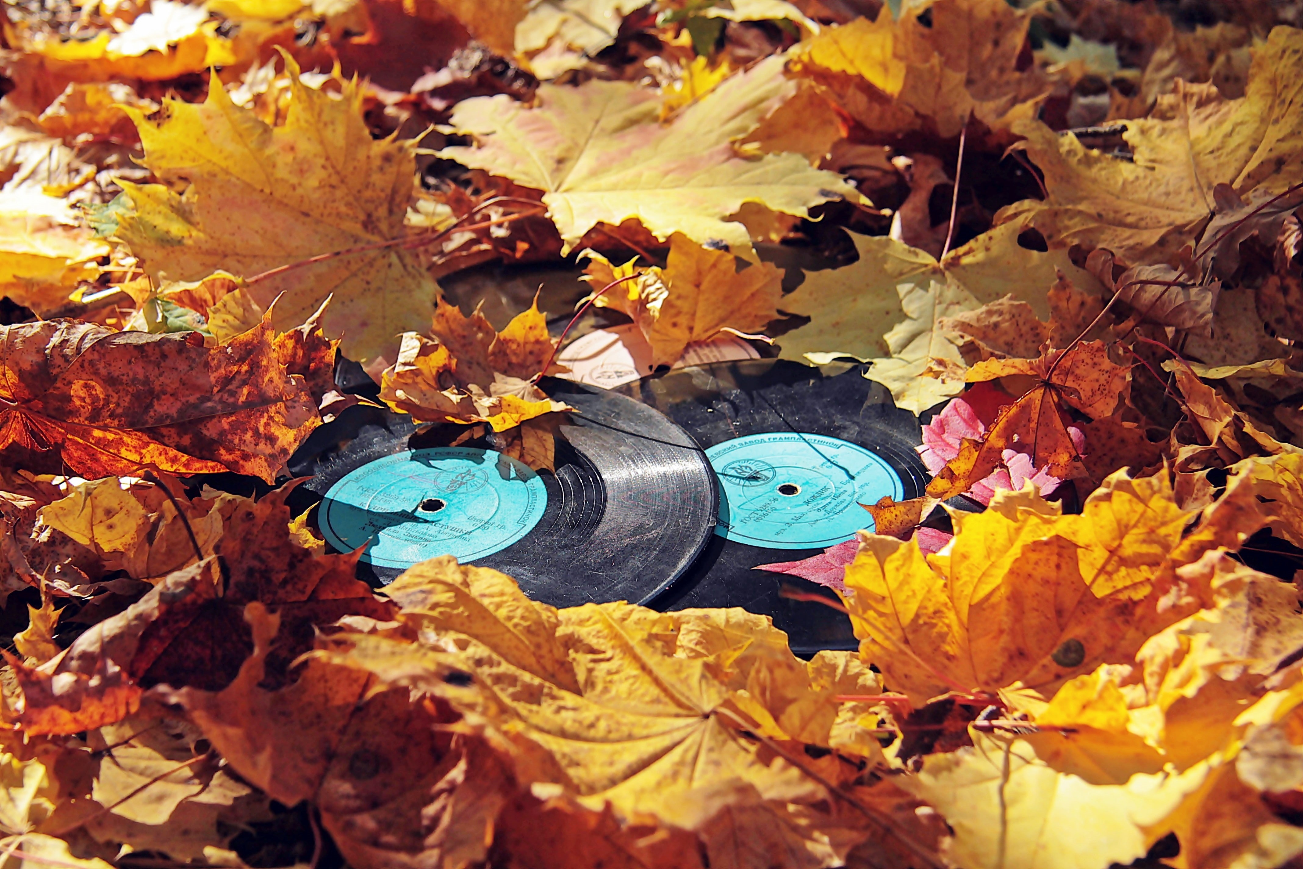 4K, leaves, vinyl, fall, fallen leaves, orange, HD Wallpaper