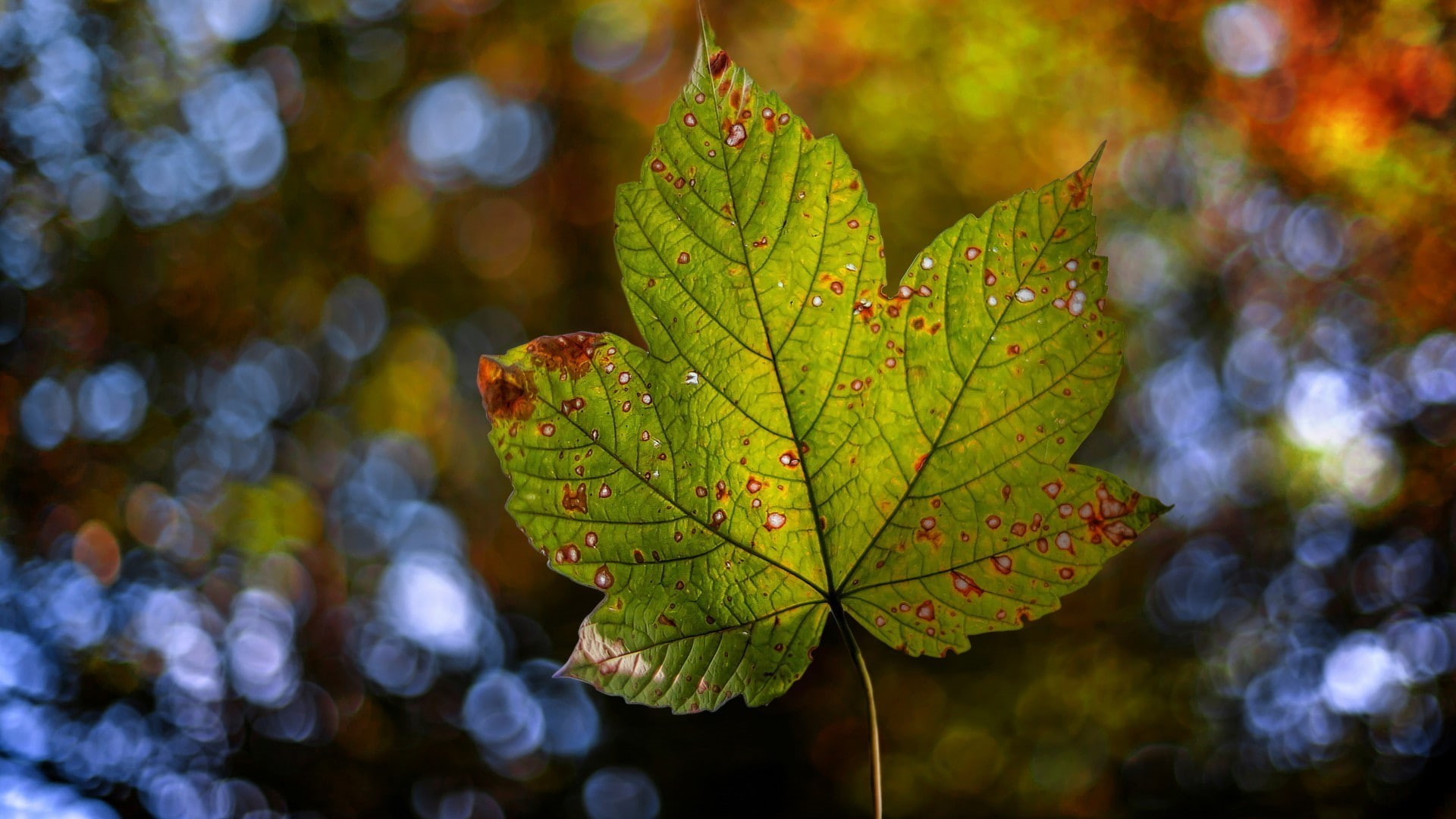 fall, fallen leaves, 1080P, leaves, bokeh, nature, HD Wallpaper