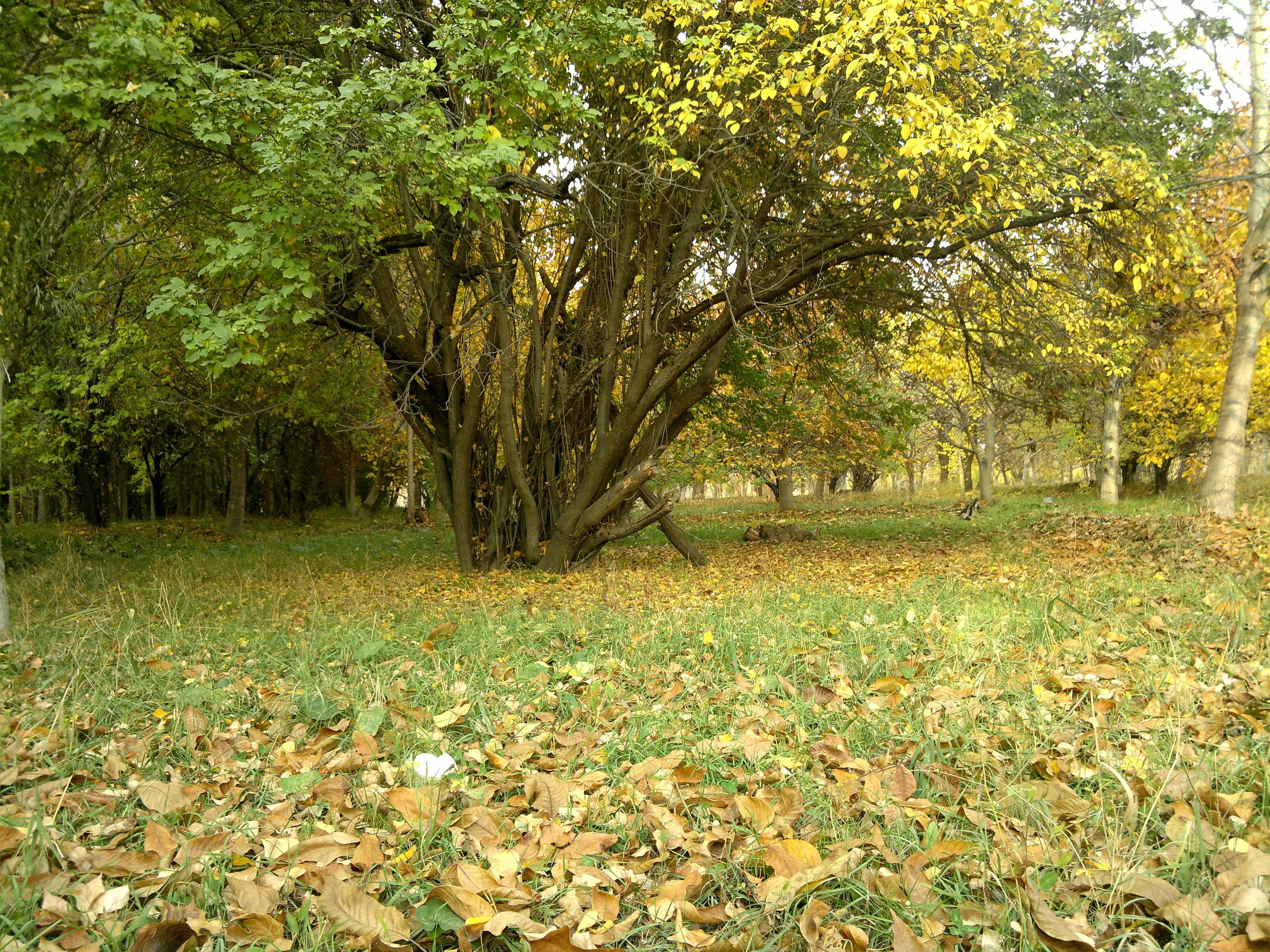 land, fallen leaves, plant, tree, beauty in nature, change, nature, trees, outdoors, day, forest, leaf, autumn, falling, isolated, plant part, tree trunk, HD Wallpaper