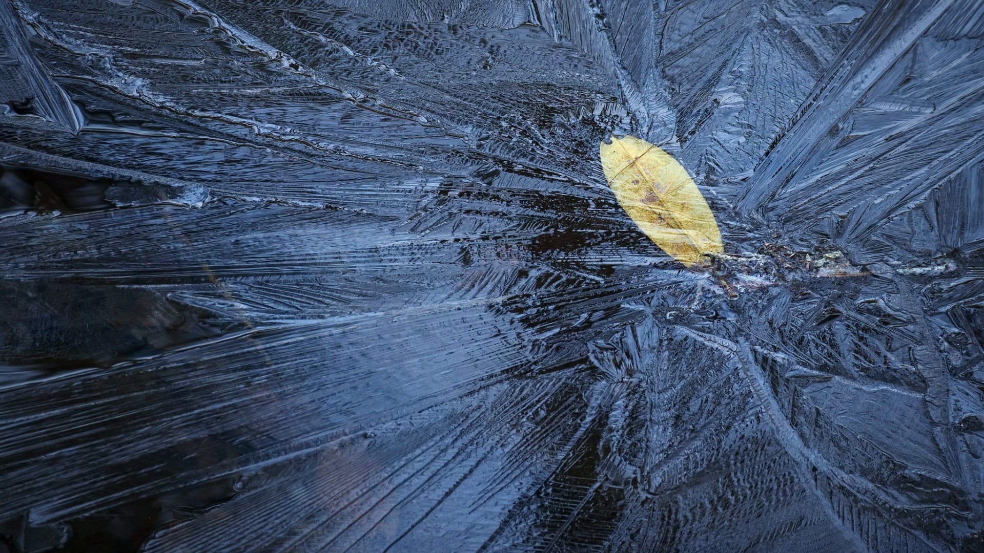 fallen leaves, leaf, simple, plant part, plant, winter, breaking, full frame, frost, day, beauty in nature, wood - material, tree, leaves, high angle view, HD Wallpaper