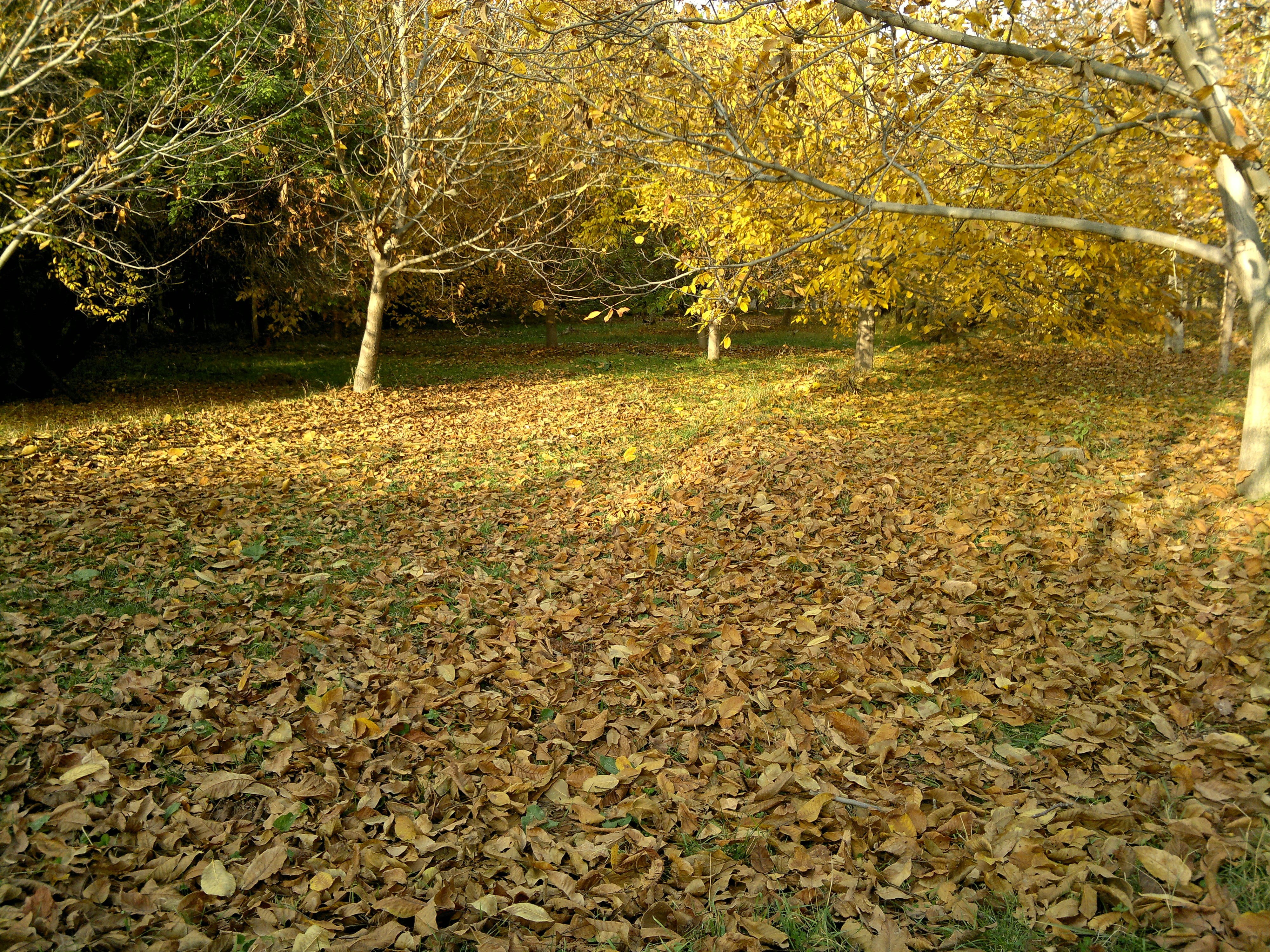 tree, plant, plant part, land, tranquil scene, scenics - nature, nature, day, no people, dry, leaves, tranquility, falling, change, trees, 4K, field, growth, HD Wallpaper