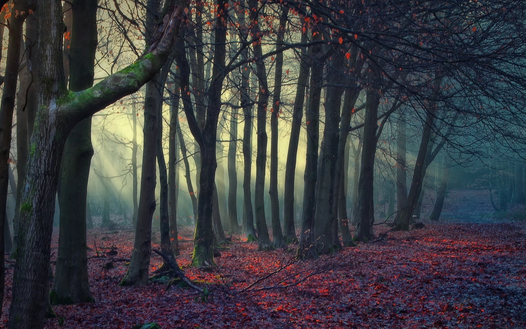 nature, forest, dappled sunlight, fallen leaves, 720P, trees, winter, HD Wallpaper