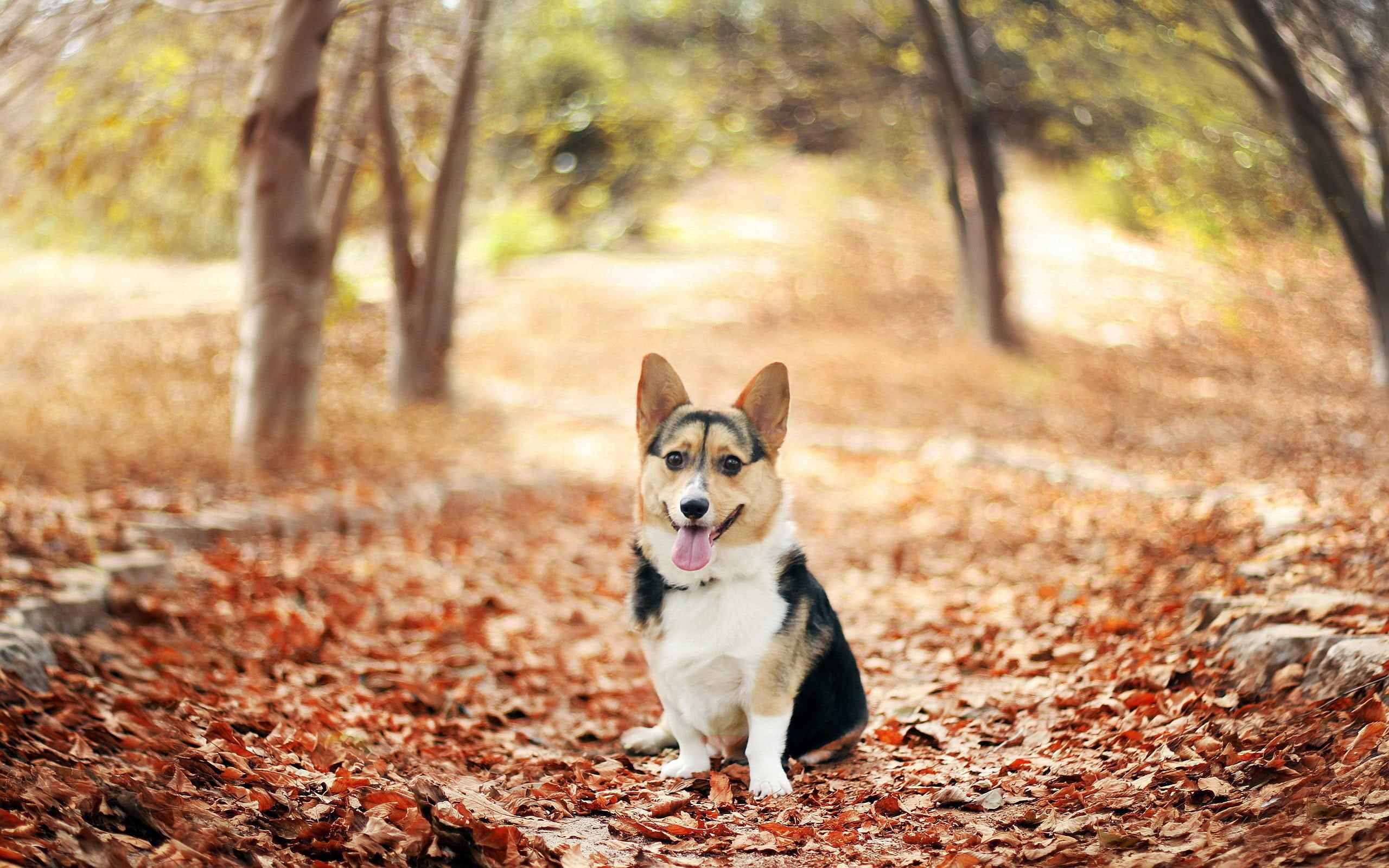 2K, corgi, dogs, fallen, gallery, nature, leaves, trees, picture, animals, autumn, HD Wallpaper