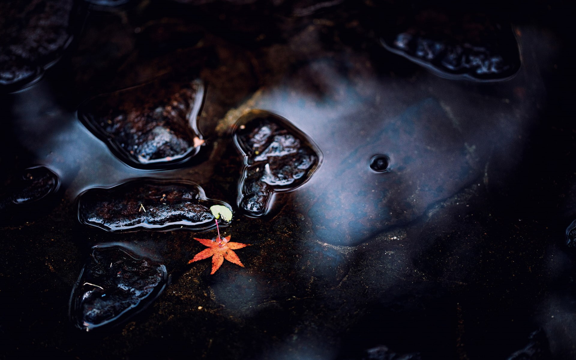 wet, nature, leaves, water, fallen leaves, rocks, 1080P, dark, HD Wallpaper