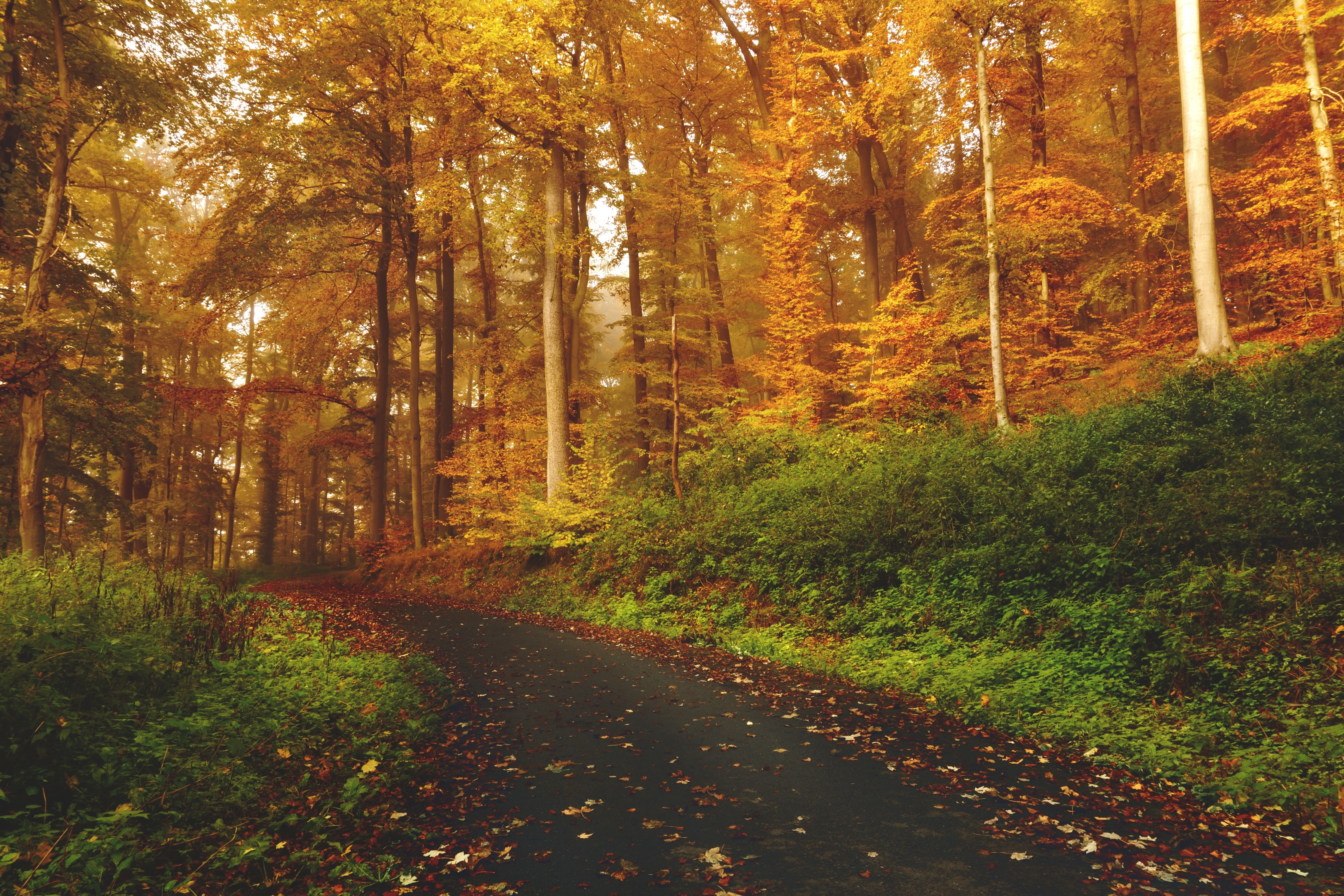 street, fallen leaves, fall, road, forest, 5K, landscape, HD Wallpaper